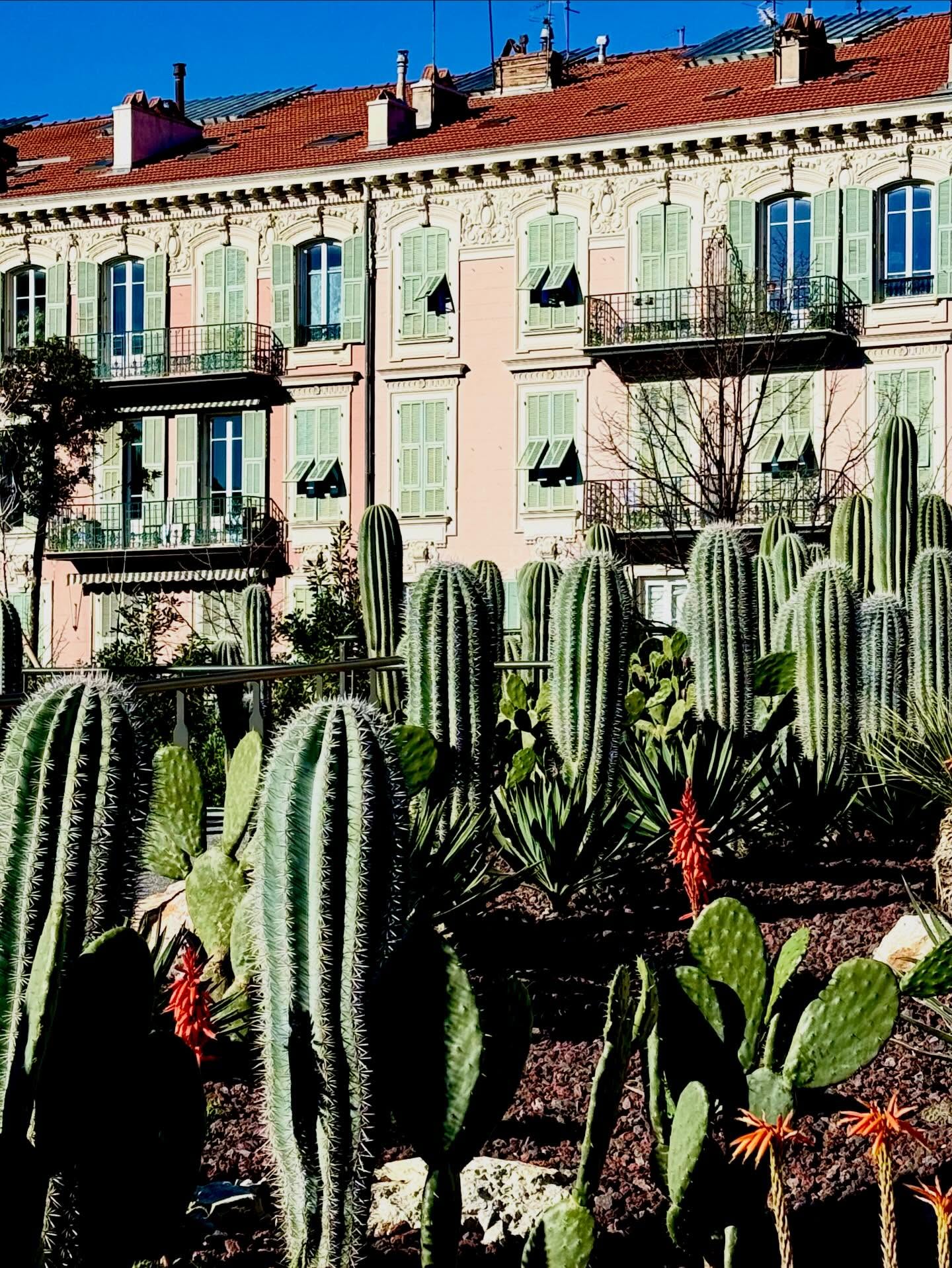 New greens in Nice, the spikey kind #nicefrance #côtedazur #nicecotedazur #travelbloggers #tlbestshot @nice.france