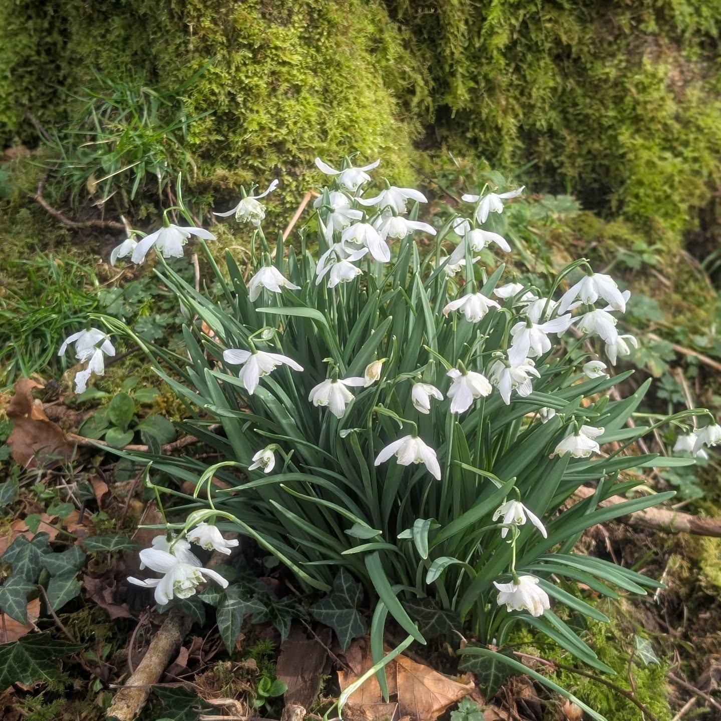 Little signs of brighter days.
.
.
#springvibes #dartmoorholidaycottage #snowdrops #cottagegardens #holidaycottagesuk
