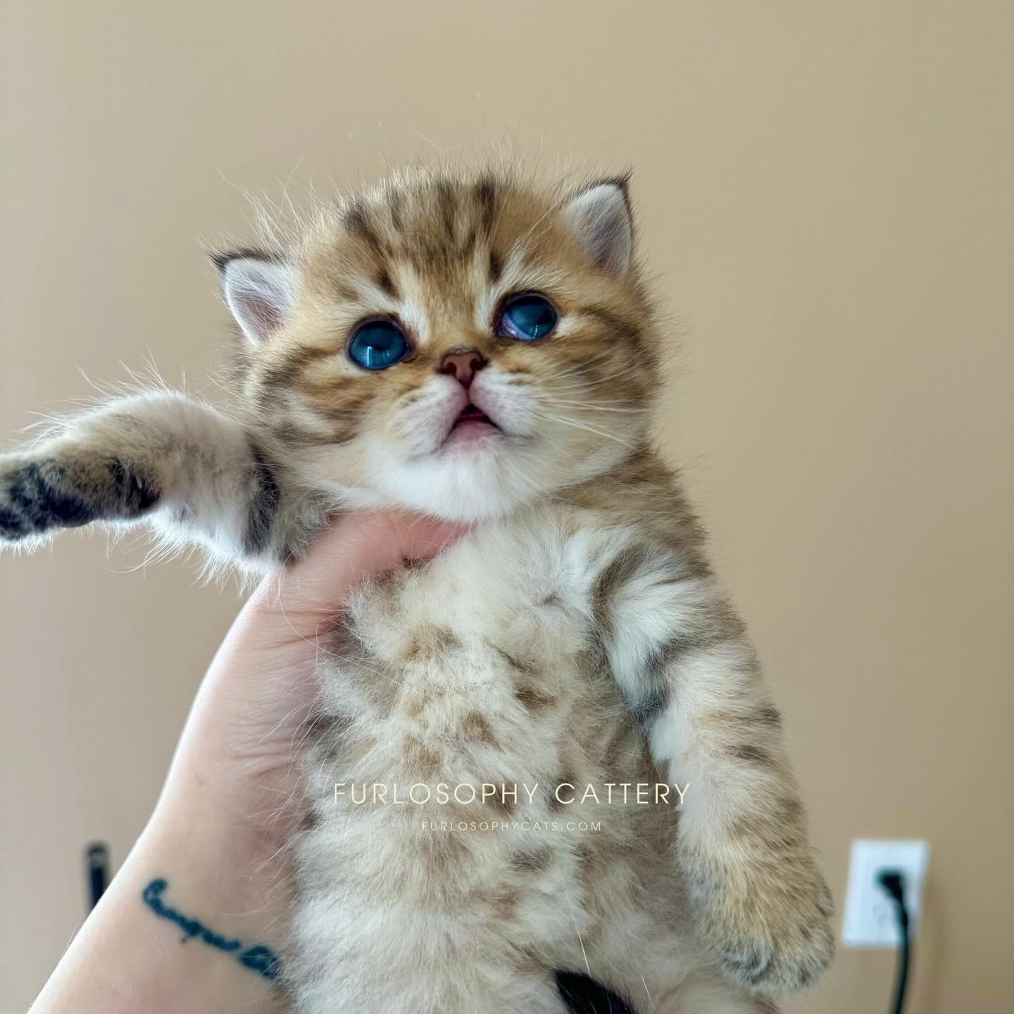 Real tiny toy bear🥺🧸
#britishshorthair #goldentabby #kitten #kittenlove #kitty #kittengram