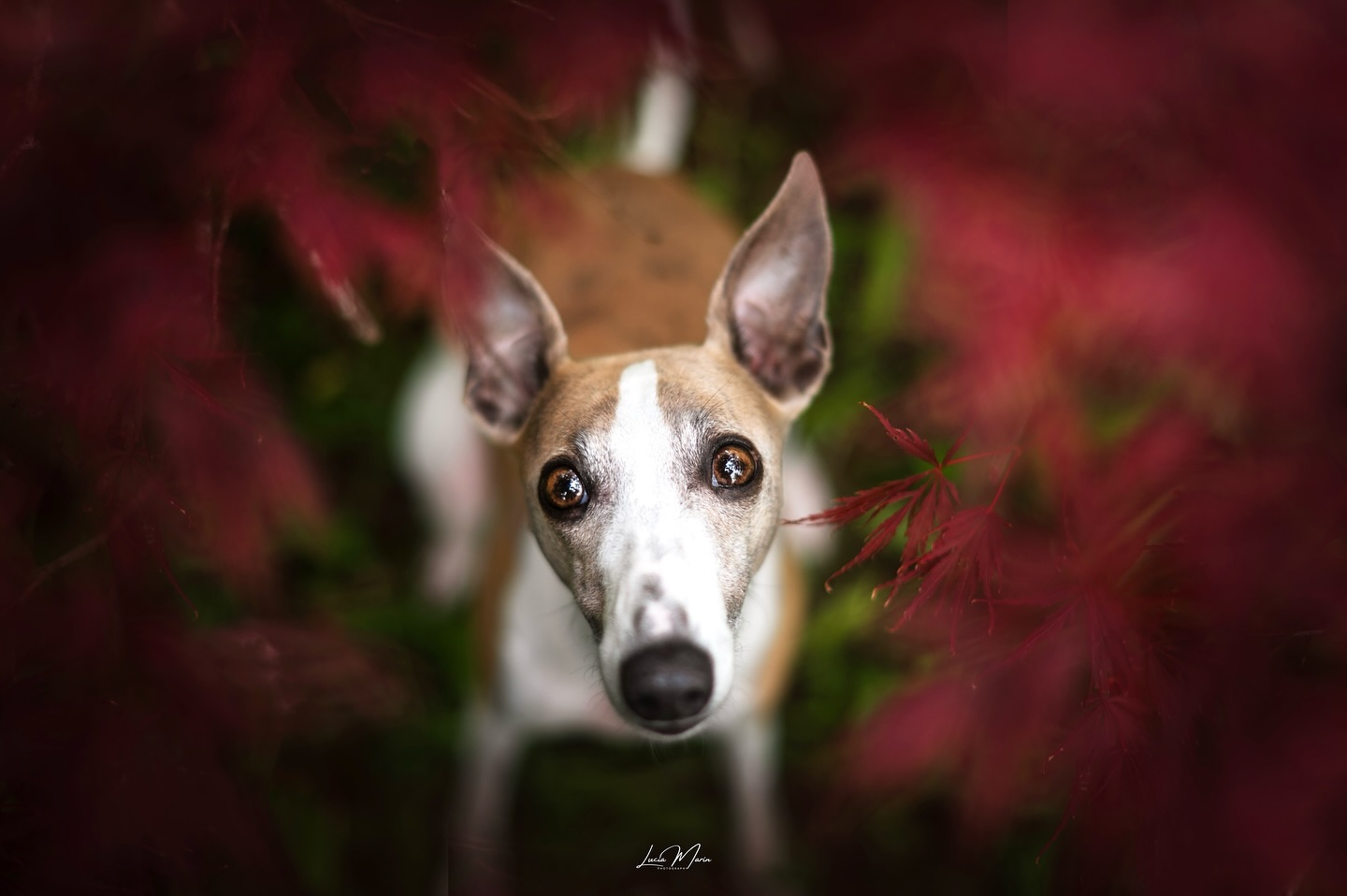 ¿Quieres una sesión otoñal con tu perro?
Este Noviembre tengo 2 plazas para sesión en toda España para enmarcar a tu/s pequeños en un ambiente otoñal!🍁
En mi opinión, no hay NADA más bonito que los tonos de otoño y si además sumamos perros, mejor❤️
Pocas cosas quedan mejor enmarcadas en el salón que nuestros compañeros de 4 patas en unos colores fascinantes🥀
Ponte en contacto conmigo y te paso toda la info!📩
#sesionperruna #sesionperro #perrosbarcelona #perrosespaña #whippetespaña