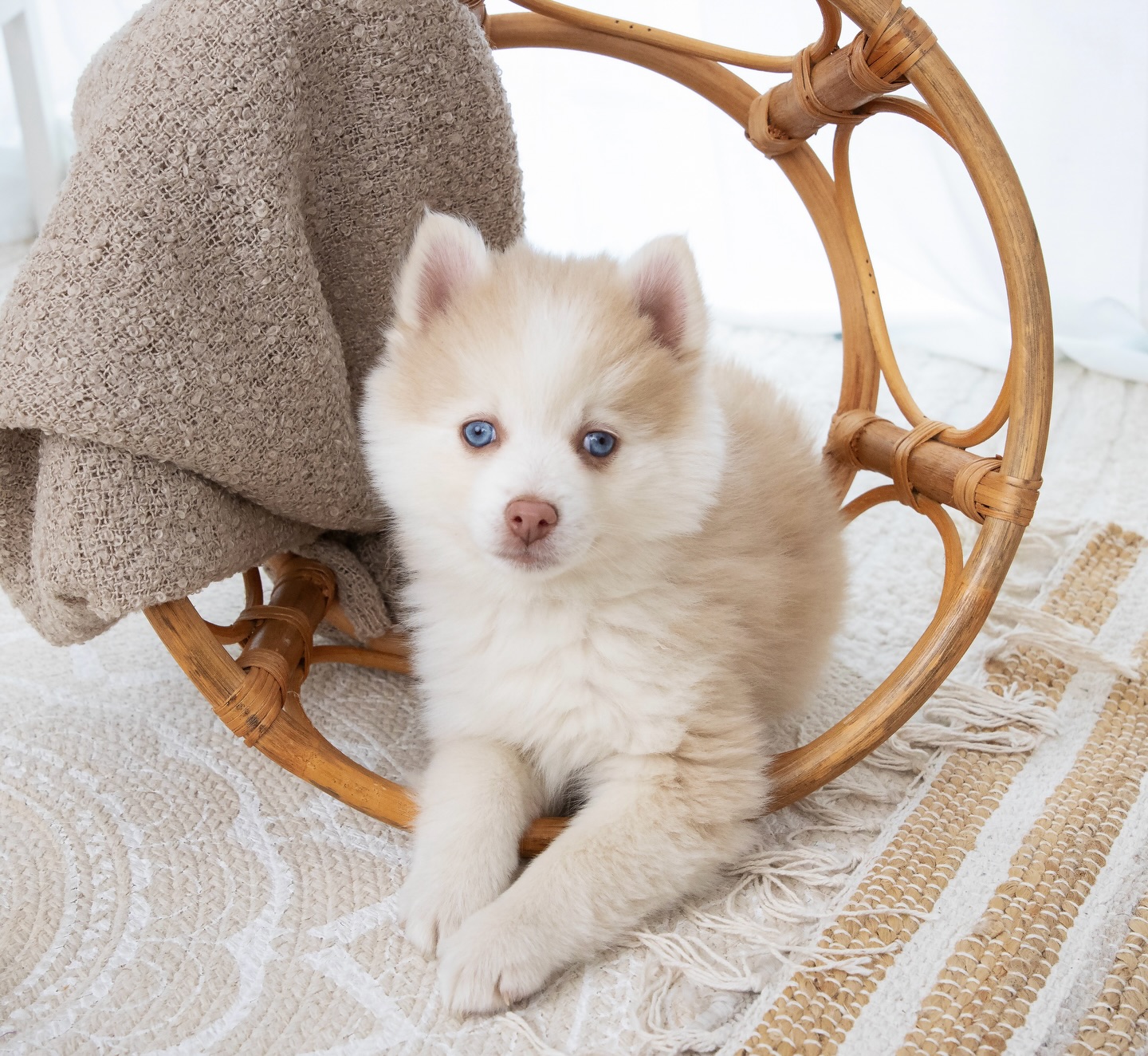 Manchmal fügt sich einfach alles genau so, wie es soll.
Finns Familie habe ich tatsächlich schon letzten Sommer kennengelernt. Sie waren bereits bei mir zuhause, die Kinder waren mit dabei und es war einfach richtig schön zu sehen, wie wohl sich alle gefühlt haben. 🫶
Damals haben sie sich total in meinen Snow verliebt und das Lustige ist: Finn ist charakterlich wie Snow. So ruhig, verschmust und brav. Pomskies sind generell unglaublich anpassungsfähig im Rudel, und Finn bringt genau diese sanfte, liebevolle Art mit. Finn ist einer der bravsten Welpen, die ich bisher hatte. Wirklich ein kleiner Schatz. 🥹✨
Der kleine Mann bekommt eine wundervolle, ruhige Familie, und ich weiß einfach, dass er dort perfekt hineinpasst. 💛🐶 #pomsky #pomskyvanessa #pomskypuppy #pomskydeutschland #pomskylife