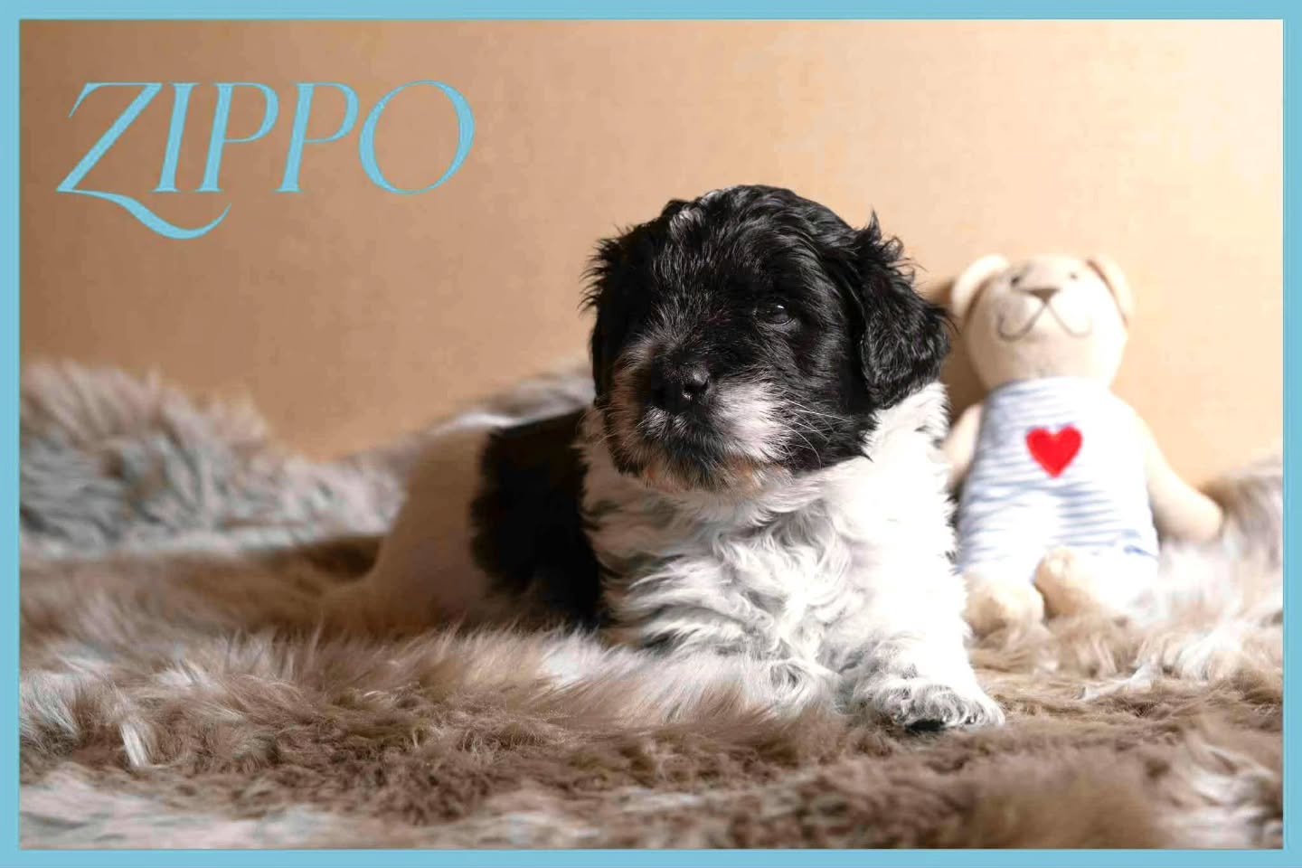 Neuigkeiten aus der kleinen Welpen Gruppe, die wir Euch letzte Woche vorgestellt haben. Außer dem kleinen Zippo sind alle schon vergeben. Er hat seine Familie noch nicht gefunden. Der kleine Charmeur wird ein mittelgroßer Hund werden und ist ein anhänglicher und ruhiger kleiner Rüde. 🐕 Wenn Ihr ein Auge 👀 auf Zippo geworfen habt und ihm ein 🏠 Zuhause geben möchtet, meldet Euch gern telefonisch in der Praxis. 📞☎️