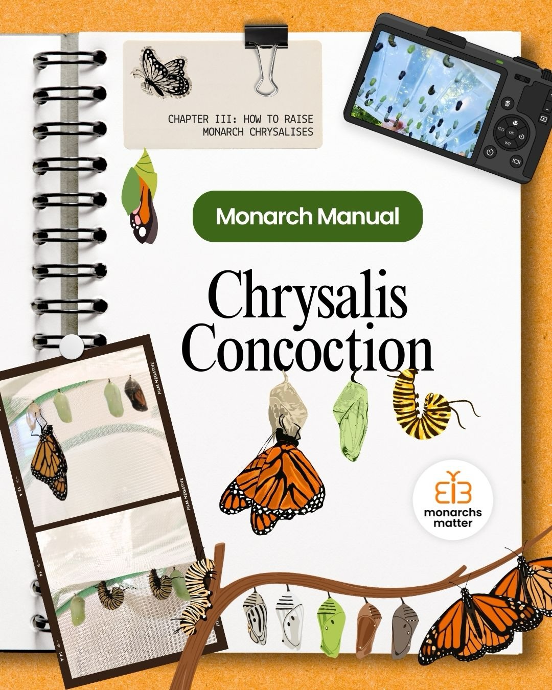 💚👑 Nothing beats shedding into brand new skin and being crowned in gold!
Swipe to read ~ Chapter III: Chrysalis Concoction ~ of the Monarch Manual to uncover the hidden magic behind the pupal stage of monarch butterflies — plus tips for caring for chrysalises in your monarch raising journey 🦋
Follow us to get notified when the final chapter will be posted… some tagging and community science action coming soon 📖🔍
#monarchsmatter #monarchbutterflies #butterflyraising #metamorphosis #chrysalis