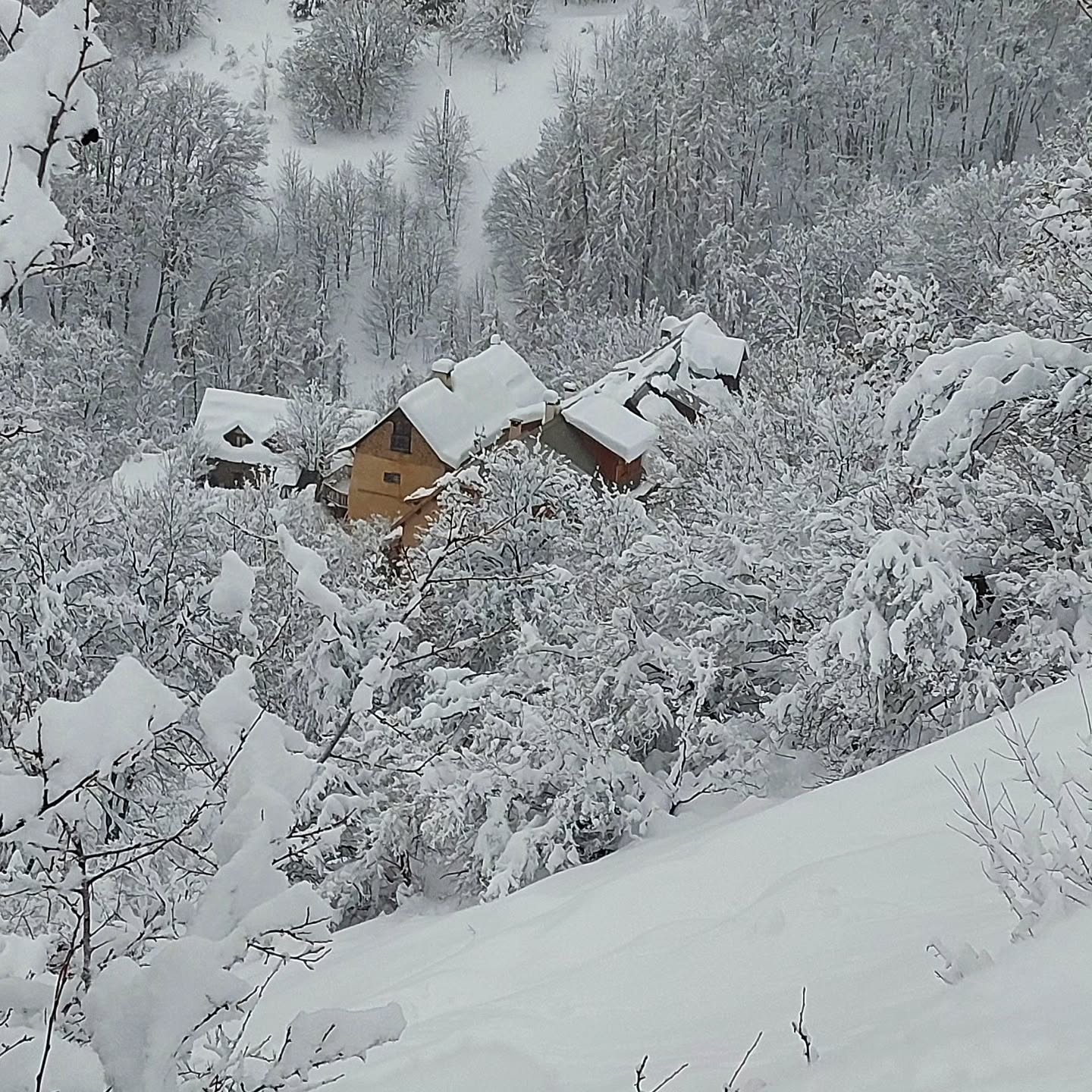 Sous la neige cet hivet