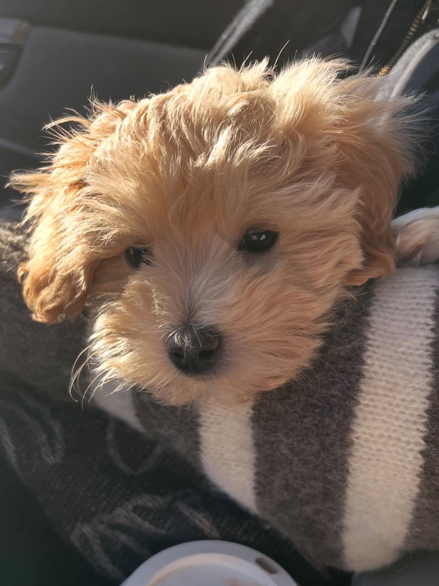 And just like that… our life has a new leading member. 🐾
Meet Cinema — the newest addition to our little world and the perfect co-star. 🎬
He’s # already stealing scenes, hearts, and every cozy spot in the room.
Welcome to the family, Cinema. The show just got even better. 🎞️✨
#MeetCinema #PuppyLove #dogsofinstagram #puppysofinstagram cinema