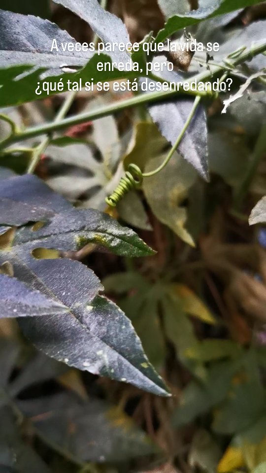 A veces parece que la vida se enreda, pero ¿qué tal si se está desenredando?
#lasfriegas #latintureria #herbolariamente #tinturamadre #medicinadelamadretierra