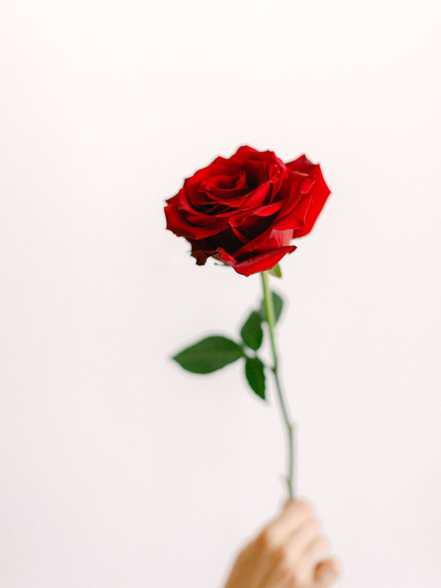 Vous connaissez la signification de la rose rouge ? 🌹
C’est l’amour passionné !
La rose rouge est la fleur de l’amour absolu. Elle symbolise la passion, le désir, l’engagement et la profondeur des sentiments.
Offrir une rose rouge, ce n’est pas juste un geste romantique. C’est une déclaration ! Un “je t’aime” sincère, intense, assumé.
Et, parfois, tout commence par une fleur… avant un “oui” !
Joyeuse Saint-Valentin à tous les amoureux ❤️
—
Crédit photo :
Photographe : @celinechan_photographie
École de formation : @experiencefloraleparis
#mariagerouge #fleursmariage #saintvalentin❤️ #fleuristemariage #roserouge