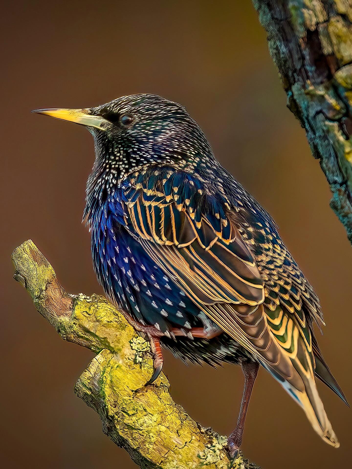 Der Star (Sturnus vulgaris) kommt, wie es sich für einen Star gehört, in glanzvoller Erscheinung daher, jedenfalls was sein Gefieder betrifft. Nur auf den ersten und oberflächlichen Blick ist es schwarz. Im direkten Sonnenlicht dagegen glänzen die Federn metallisch von purpurrot über blau bis grün.
Der Star baut andere Tierlaute in seinen Gesang ein. Kenner*innen können heraushören, welche Arten in seinem Umfeld leben.