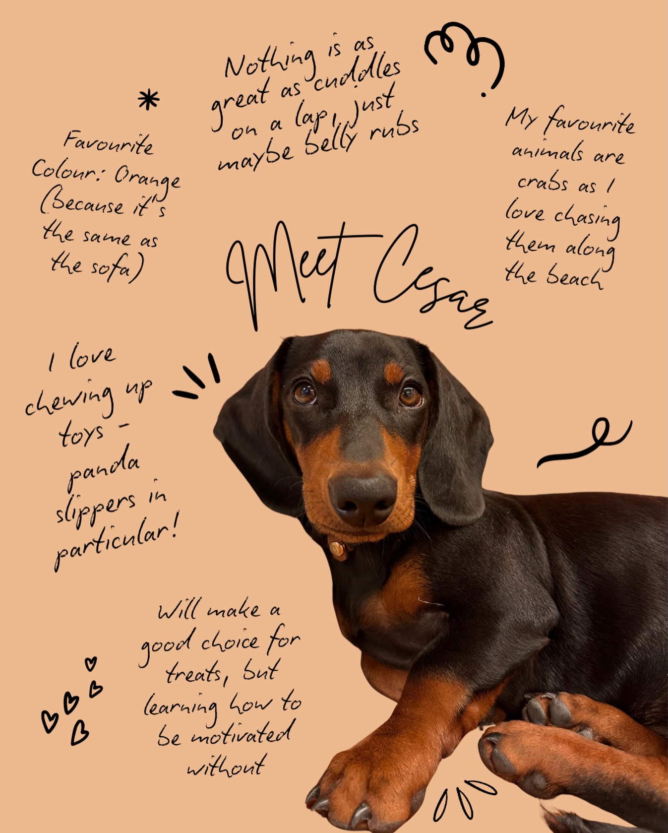 Meet Cesar 🐾
Our four-legged CFT family member with a big heart and an even bigger love for cuddles. When he’s not chasing crabs at the beach or chewing on a well-loved toy (panda slippers beware!), you’ll find him offering calm companionship and the occasional belly-rub request.
Cesar reminds us daily of the power of comfort, connection and unconditional support - sometimes the best therapy comes with paws 🧡
#carderfamilytherapy #meettheteam #therapydogs #comfortandconnection
