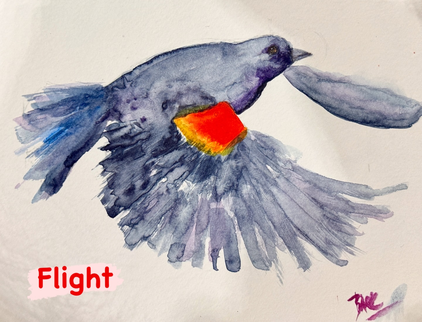 Day 13 - Opus Daily Challenge Prompt FLIGHT - taking another class from @iandehoogart - I love his classes. This one is Birds in Flight. This is my first red winged blackbird -
.
.
.
#opusdailypractice
#watercolourartist
#vancityart
#opusartsupplies
#painteveryday