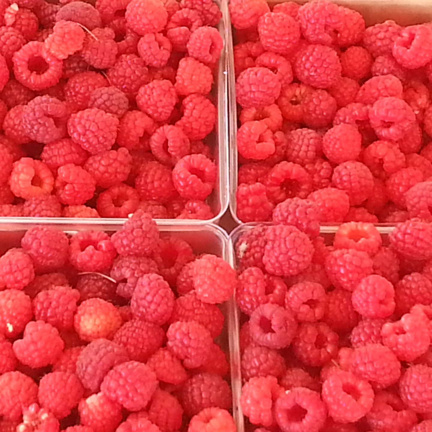 Red raspberries are ready for you! Easy picking and delicious too! Open Mon-Sat 10-6. $6/pound for pick your own and containers furnished free of charge.
IF WE HAVE STEADY RAIN WE WILL CLOSE. You can call 937-232-7525 for updates.