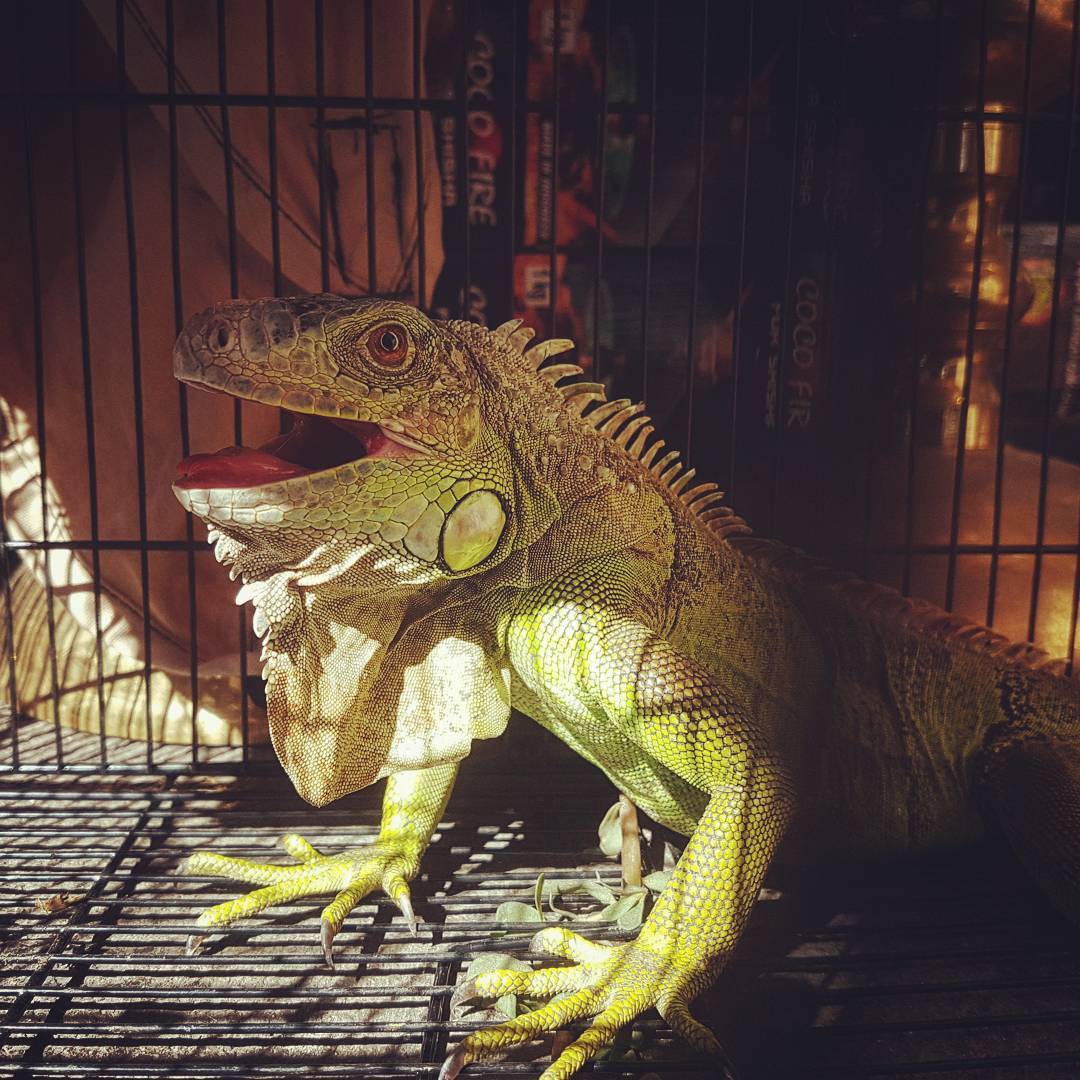 What i find in the streets of Istanbul
#littledragon #cagefighter #istanbul #eminönü