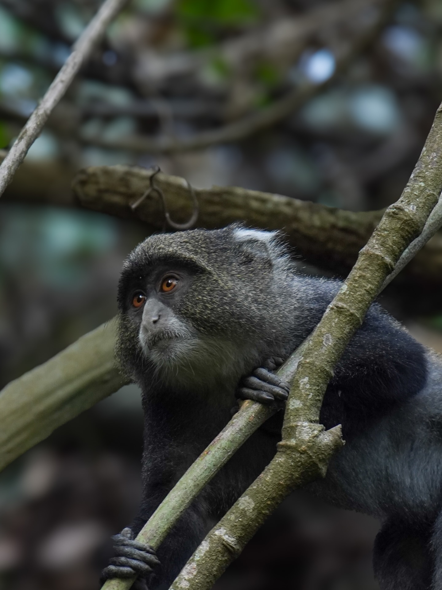 The Blue Monkey (Cercopithecus mitis) is a testament to the incredible biodiversity found within Africa’s tropical belts. While the plains offer the roar, the forest offers the whisper.
Join us on a journey through the emerald heart of Africa.
Www.bigfivetrails.com
#bigfivetrails #bestsafaridestination #safaritanzania #viajestanzania #safarigrupal