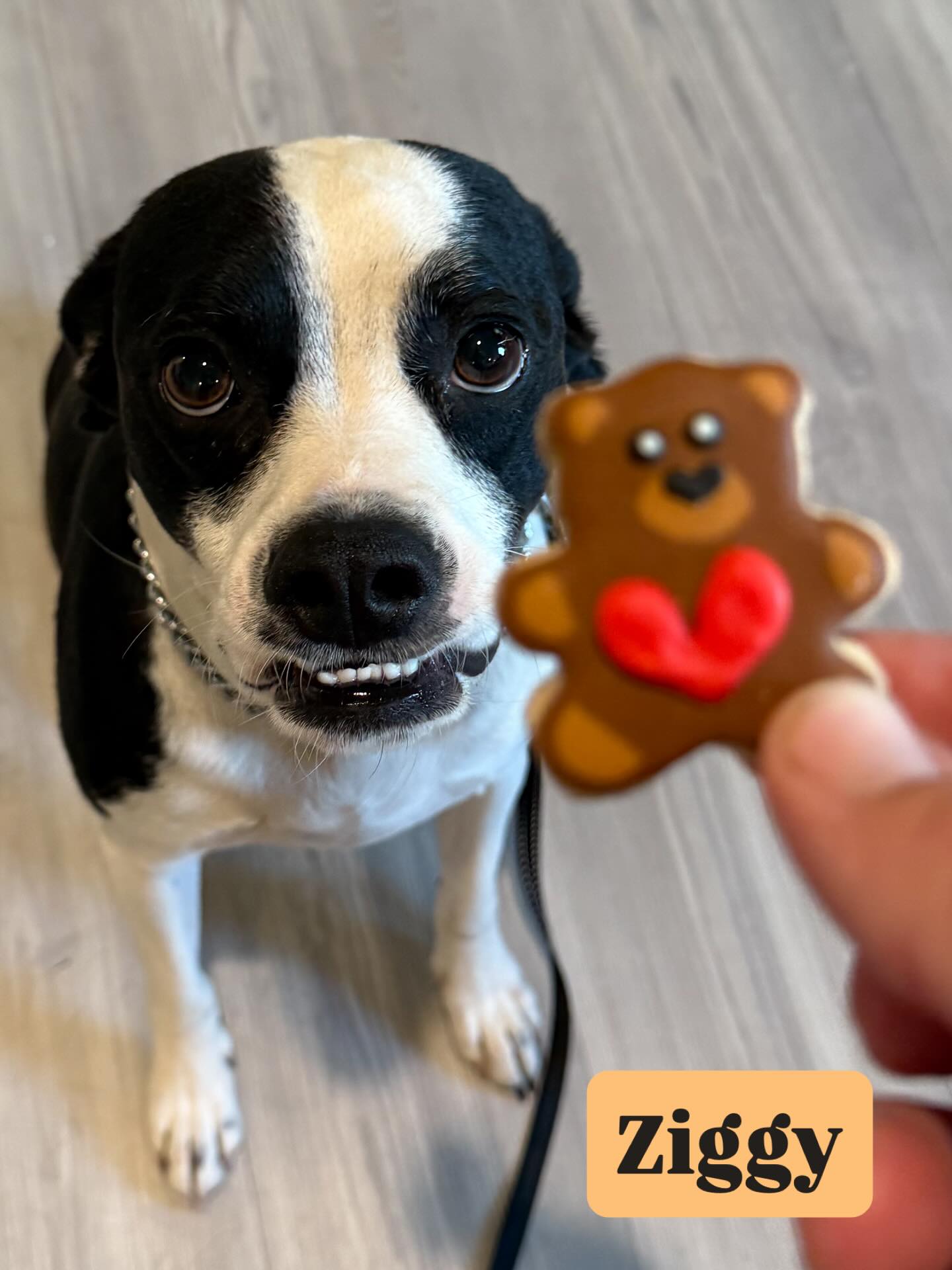 Sit. Stay. Be my Valentine. 💘🐾
This Valentine’s Day, we’re in love with progress. 💌🐶
Swipe through to see some very good dogs earning their treats the right way!
#SanAntonioDogTraining #BoardAndTrain #DogTrainingWorks #BalancedDogTraining #GoodDogs ValentinesDayDogs