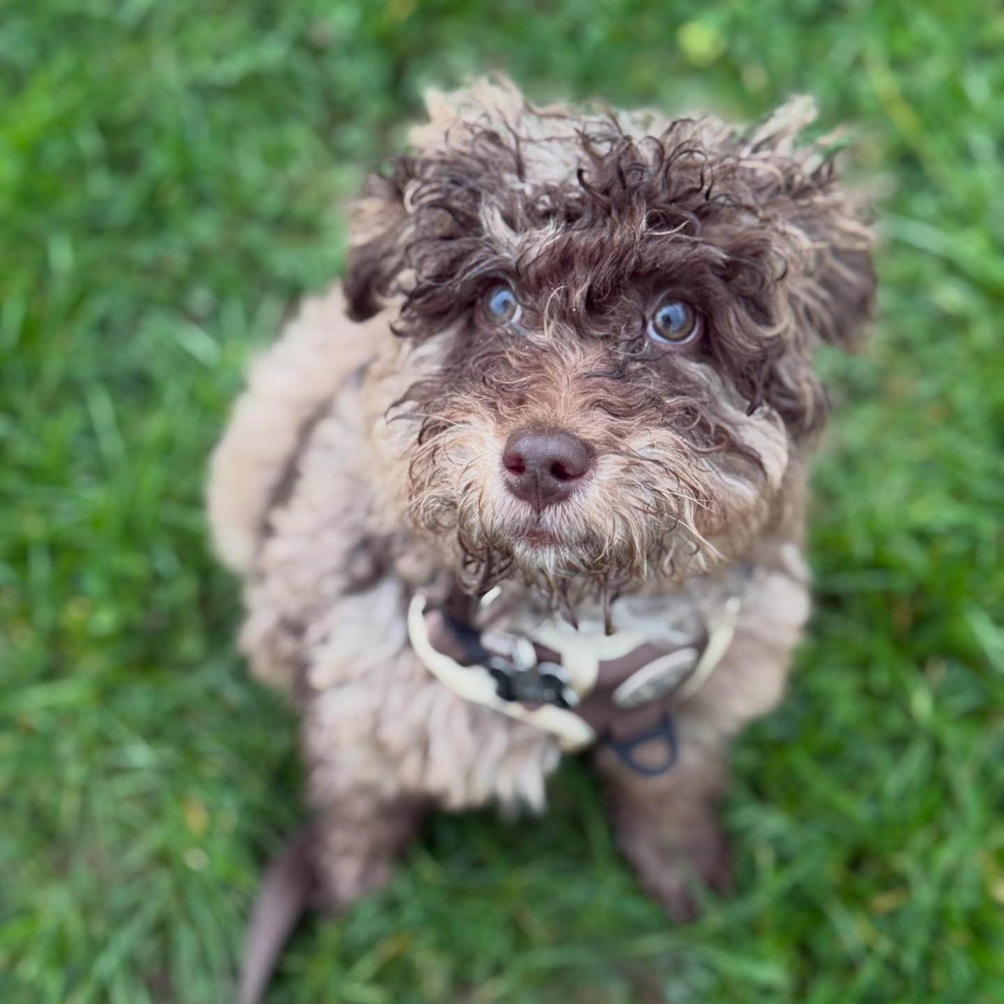 Yogi’s first time at puppy school! Handsome boy ❤️