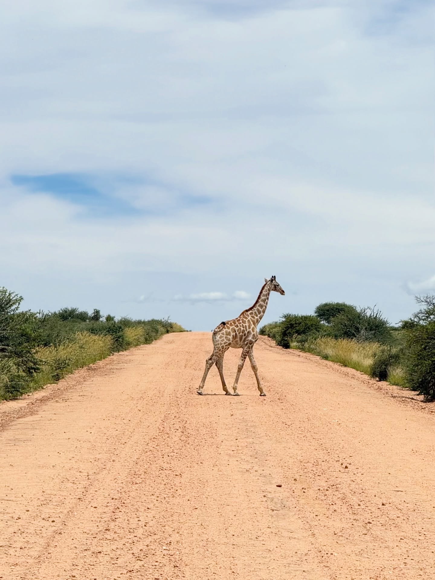 Namibia’s traffic 🚦🦒🇳🇦
#namibia #travel #travelnamibia #giraffe #safari