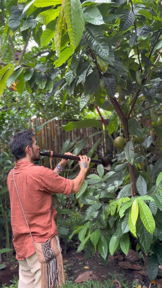 This is how the first harvest happened.
A moment filled with gratitude, joy and celebration, channeled through a simple ceremony making offerings for this beautiful plant ally and teacher, Cacao.
Giving thanks, asking for permission and blessings, recognizing its beauty, the journey weāve been in for a while, and the blessings that come from walking together.
Revisiting this moment brings surges of joy in my heart each time!
Viva Cacao!Ā š³š
(If you missed the story of this first harvest, check my previous postĀ šš¾)
-
š„Ā @purnama.world
š @samadhiliving