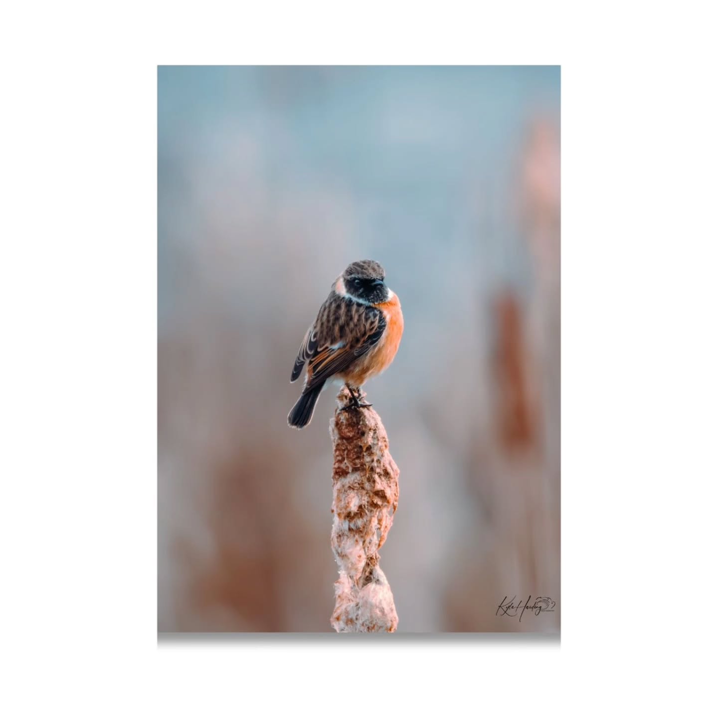 Perched above the reeds, watching the world wake up.
Stonechats may be small, but they carry themselves with quiet confidence — often choosing the highest point to survey their surroundings. On this soft winter morning, the light wrapped around him just long enough for this moment to unfold.
It’s scenes like this that remind me why I keep returning to the reserves — patience, stillness, and letting nature reveal itself.
📍 Worcestershire
📷 Canon EOS R10 + Sigma 150–600mm
#Stonechat #BirdPhotography #UKWildlife #NaturePhotography #BritishBirds