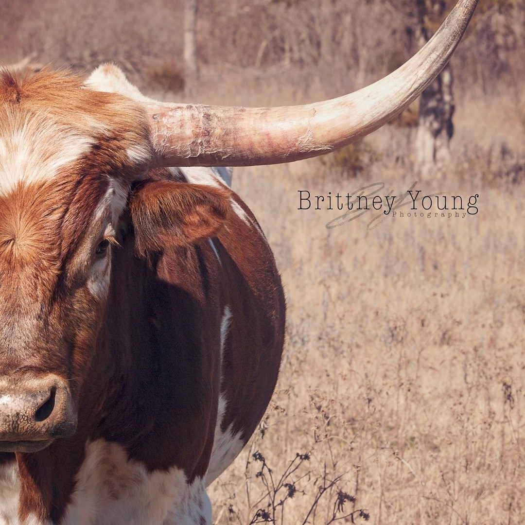 🐮
.
.
.
#photography #art #creative #photooftheday #photo #nature #picoftheday #like #follow #beautiful #art #photographer #travel #instadaily #naturephotography #bull #animals #animalphotography #potd