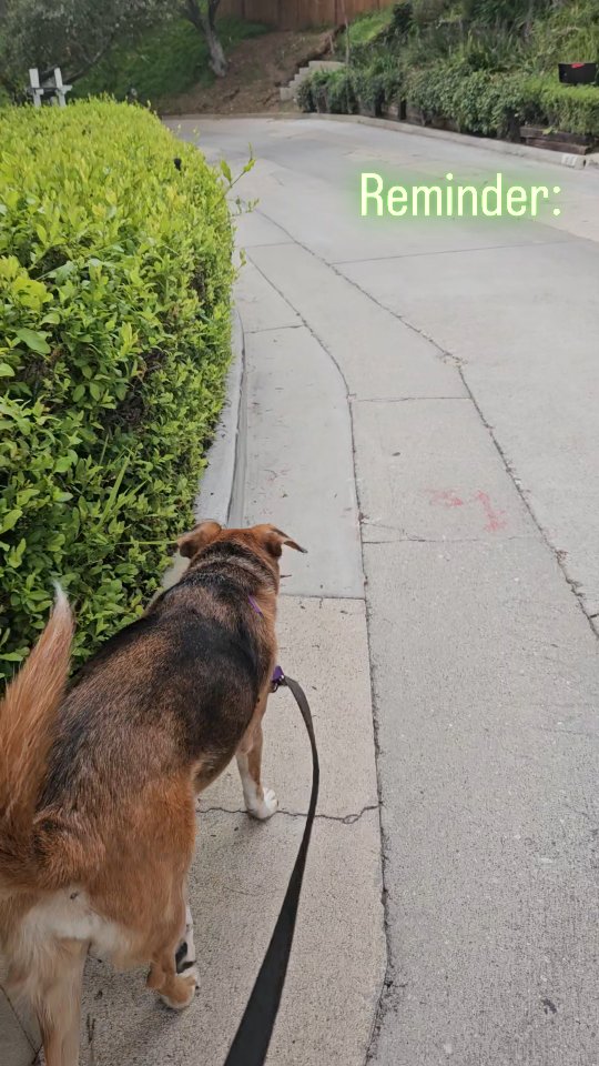 Get those steps in! If you're #pregnant #postpartum or managing #chronicpain , taking a walk at a pace that suits you can do so much!🍃#consistency is key.