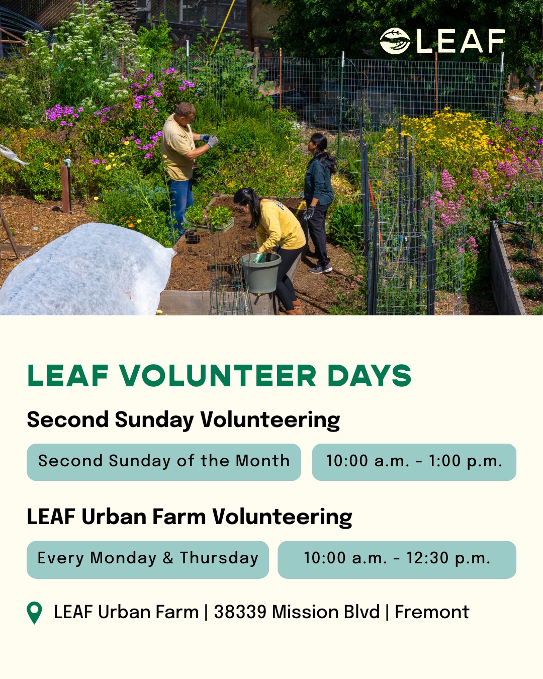 We’re so grateful for our growing volunteer community 🌿. Here are a couple of updates to our volunteer hours:
Our LEAF Urban Farm Weekend Volunteer Days are now held on the second SUNDAY of every month from 10:00 a.m. to 1:00 p.m.
Our weekday volunteer hours remain on Mondays and Thursdays from 10:00 a.m. to 12:30 p.m.
We welcome up to 20 volunteers per day. Please register on Eventbrite 👇 if you are interested in volunteering.
We are also moving our event sign-ups from MeetUp to Eventbrite to make registration smoother and more reliable. If you previously followed us on MeetUp for event announcements, please follow our Eventbrite page (linked in our bio) to receive the latest updates!
#volunteering #fremontca #eastbaygardening #regenerativeagriculture #sustainability