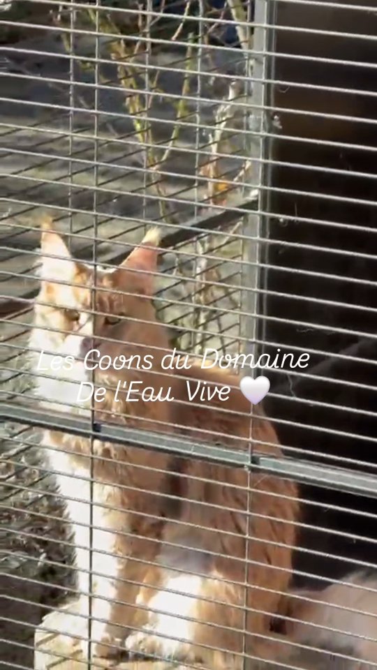 On a de la chance 🍀 au
Domaine de l'Eau Vive 🇨🇭
Tout est aménagé pour qu'on puisse sortir en toute sécurité 🐈
Si tu veux en savoir + sur la sécurité des Maine Coons, il y a une publication spéciale à lire 😉 voir celle du 10.02 😻
Avec beaucoup de Douceur 🤍
Carine Zimmermann
Affiliée au Cat Club Romand
Domaine de l’eau vive
1724 Bonnefontaine
+41 79 281 93 88
#mainecoon #securitymainecoon #securitéchat #lovelycats #chatsheureux