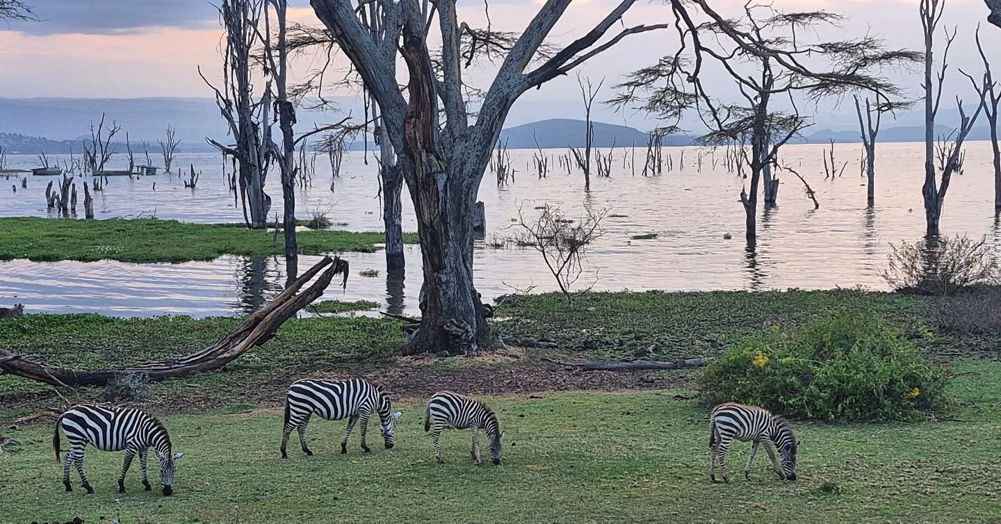 Enjoying game watching from our lovely Airbnb at Sungura, Lake Naivasha. #naivasha #lakenaivasha #sungurafarm #weekendvibes #greatriftvalley