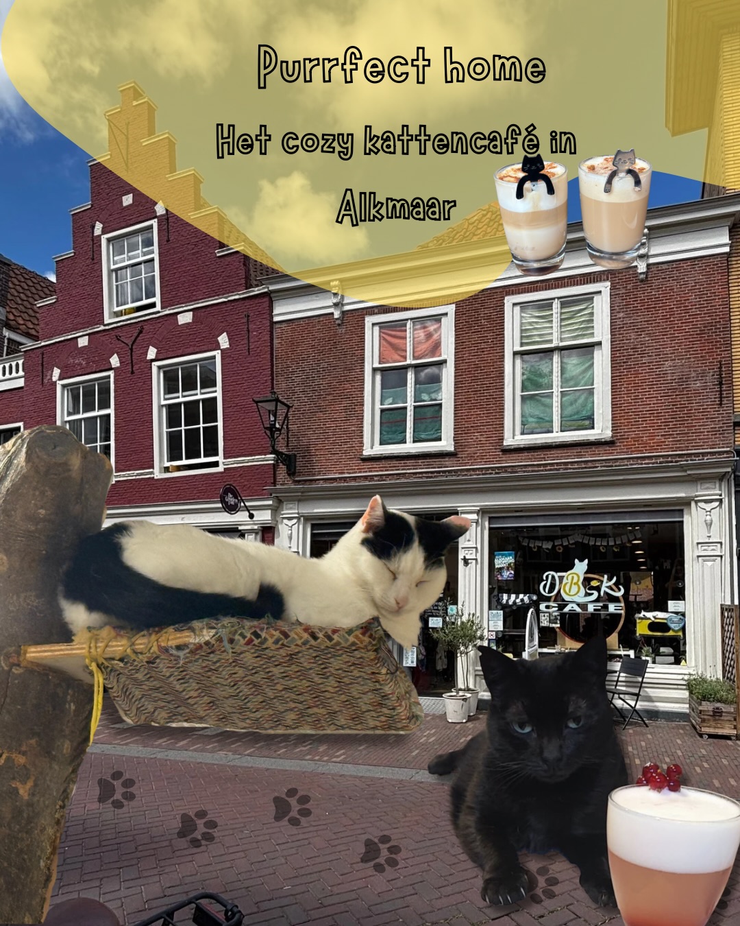 Kom langs om kennis te maken met onze tien Griekse katten, cozy vibes en heel veel lekkers. Ons café is gemaakt om een warm en rustig thuis te zijn voor katten én mensen. Zien we je snel?