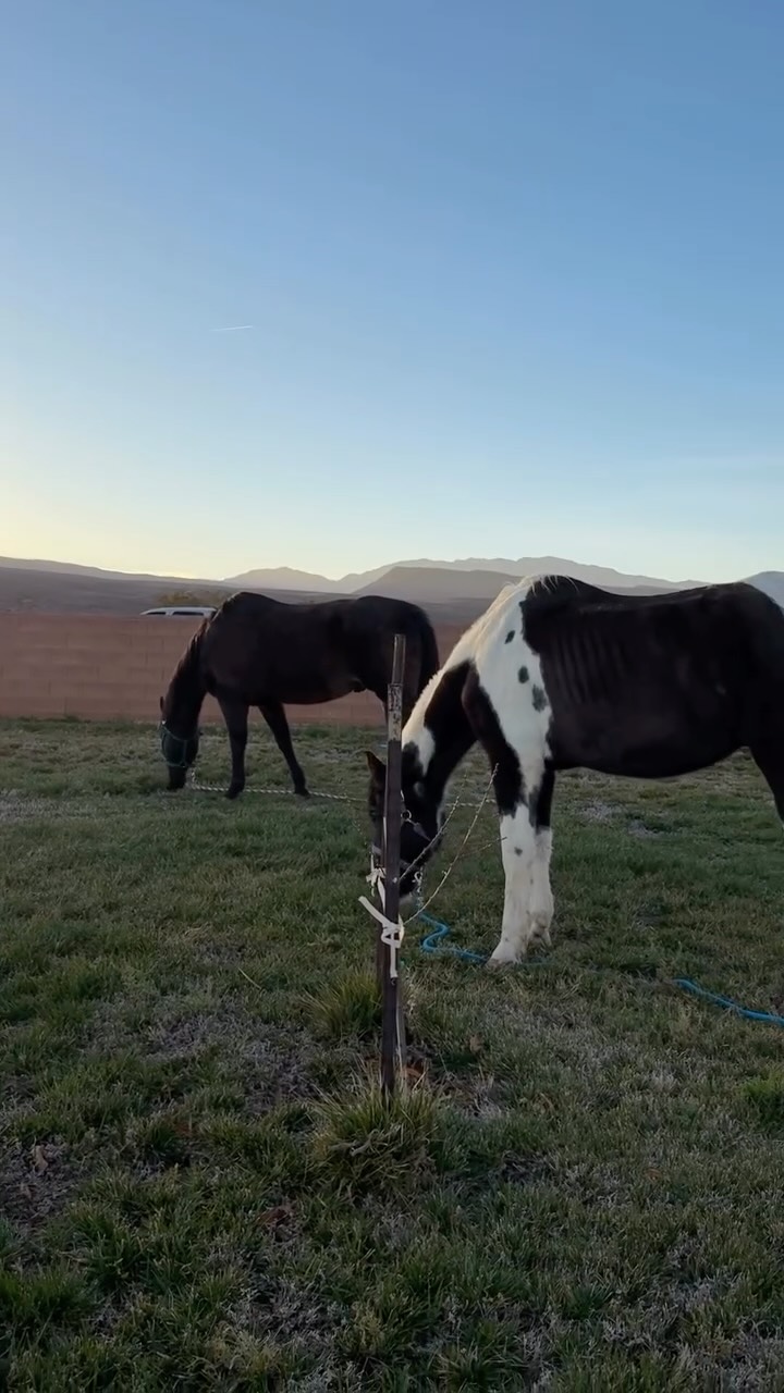 This is the life right here. 🤎 have you ever stayed at an RV Resort that had horses?
#hiddenspringsrvresort #rvlife #southernutah