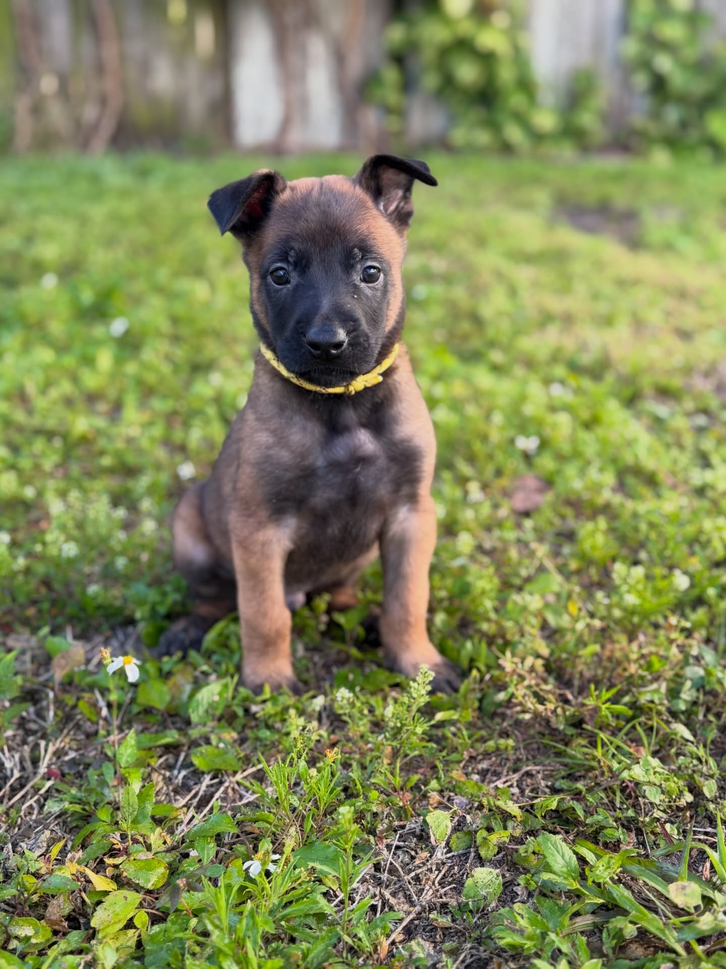 5 week old little bitey monsters
Lots of new things this week! Upgraded from the whelping box to the x-pen, nursing less, more toys, and the start of crate training. Setting these guys up for success at an early age
Still accepting inquiries
•
•
#belgianmalinois #malinois #sportdog #workingdog