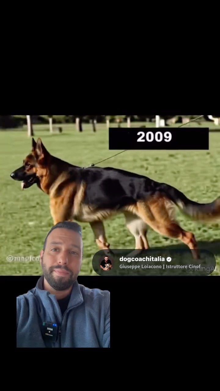 Guardare l’evoluzione di una razza significa anche avere il coraggio di farci delle domande.
Quando la selezione si concentra sull’estetica e sull’aderenza allo standard, il rischio è quello di perdere di vista funzionalità, salute e stabilità emotiva.
La genetica non è un’opinione: ridurre la variabilità e spingere su tratti estremizzati può avere conseguenze strutturali e comportamentali.
Un cane non è una silhouette da esposizione.
È un individuo con bisogni fisici, cognitivi e relazionali.
La vera responsabilità non è creare cani più scenografici, ma cani più sani e competenti.
Tu cosa ne pensi di questa evoluzione?
#cinofilia #pastoretedesco #benessereanimale #allevamentoresponsabile #cultura cinofila