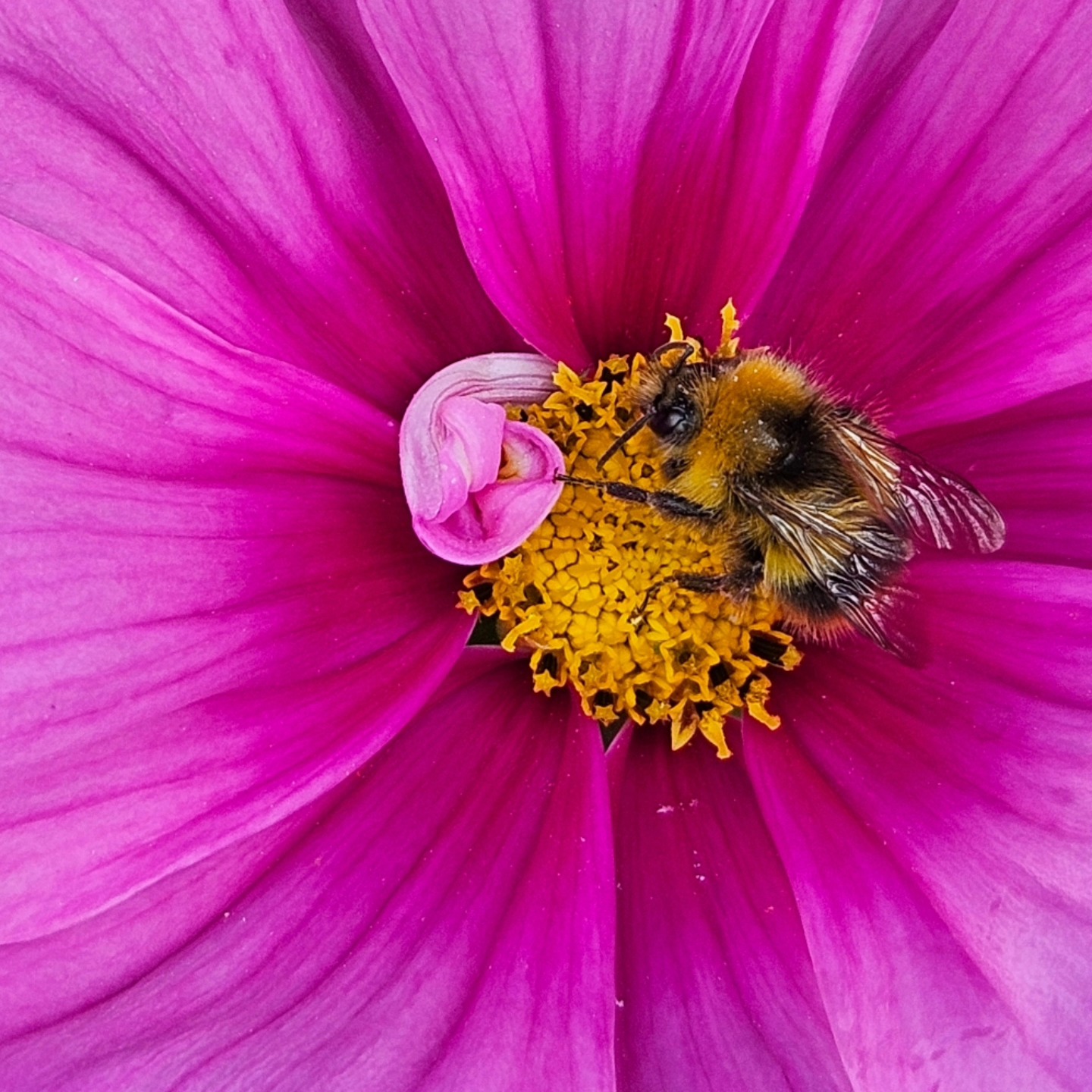 Is it summer yet? Feels like it!
#derwenthony #bees #honey #bumblebee #hayfever #yorksmallbusiness #york #farmshop
