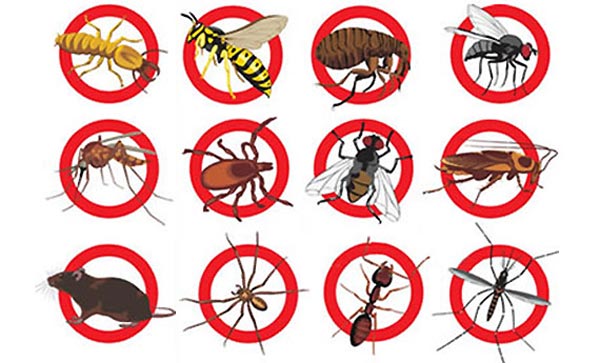 🐀🐁🐜 Stop aux nuisibles avant qu’ils n’envahissent votre maison !
Que ce soit rats, souris, insectes ou autres intrus, nous intervenons rapidement pour protéger votre maison ou votre entreprise. ⚡
💡 Prévention avant infestation : un petit geste maintenant peut éviter de gros problèmes demain.
📍 Auvergne-Rhône-Alpes, nos experts sont à votre service pour un diagnostic et une intervention efficace.
📞 Agissez dès aujourd’hui et reprenez le contrôle de votre espace !
#Nuisibles #AuvergneRhoneAlpes #Rats #Souris #Insectes #Dératisation #Prévention #MaisonSaine #InterventionRapide