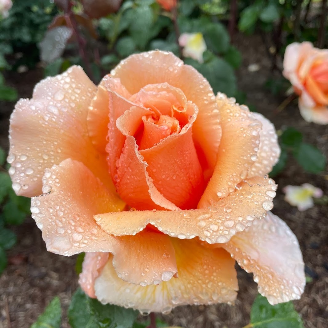 Just Joey 🔥 A superb rose with very large coppery pink flowers with serrated edges. Rather a sprawly bush with grey-green foliage. Winner of the James Mason Memorial Award 1988.
Height - 1m x 75cm
Fragrance - Medium and sweet
Colour - Creamy orange/ Buff
Bloom size - Large
Flowering - Repeat flowering
#classicroses #orangeroses #fragrantroses