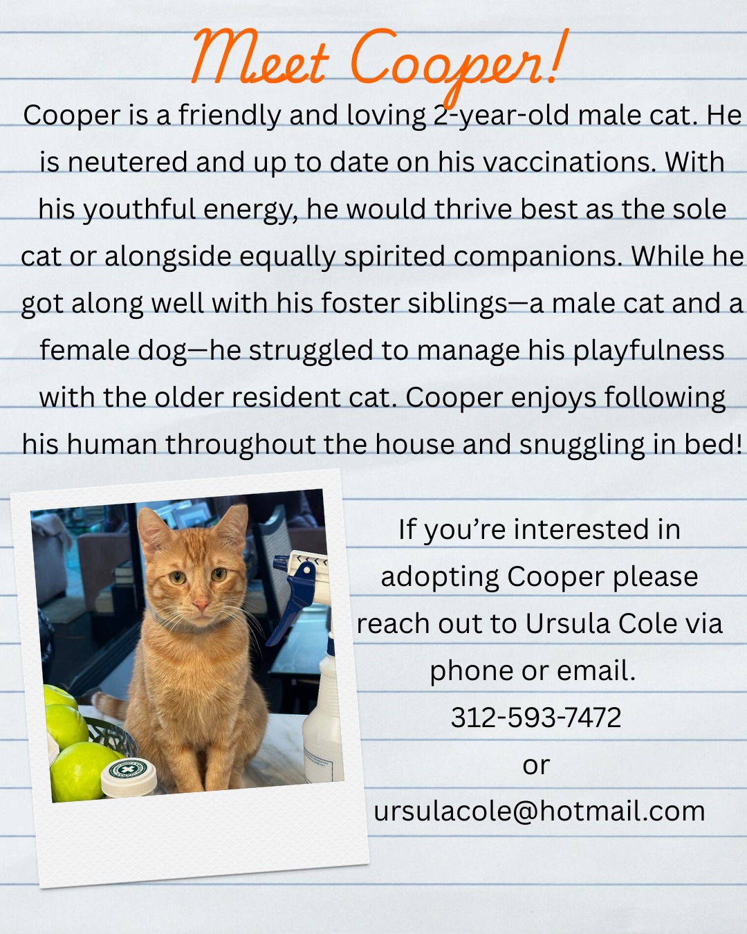 Cooper is looking for his forever home! If you or someone you know is in the market for a new family member please contact Ursula Cole :)