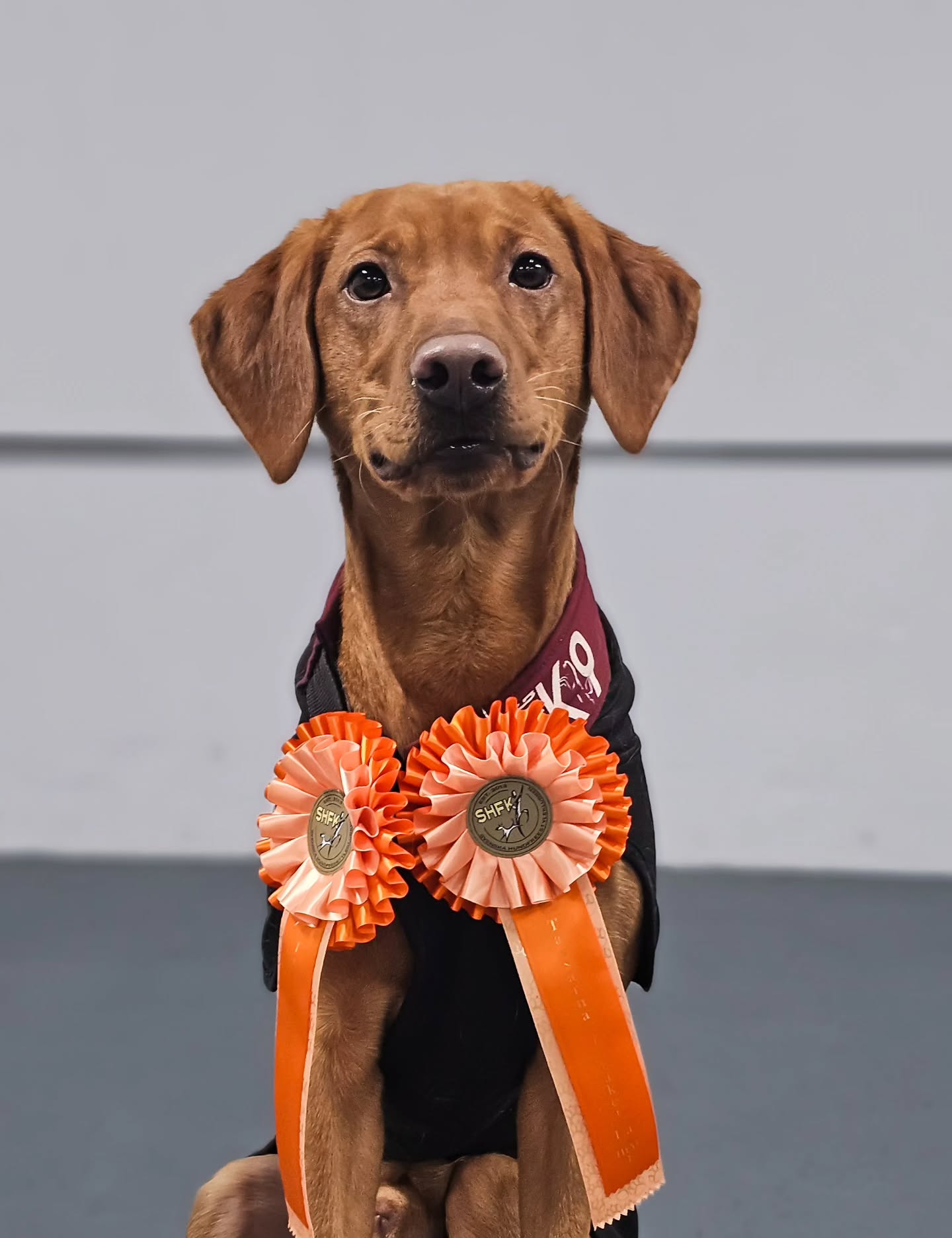 Pumbaa🔥❤️🥹
So, yesterday I competed with this little boy in HtM1 for the first time! I've been keeping it a bit of a secret since I didn't want to put any pressure on. He's still very new to me as my dog, we don't know each other completely yet and he's only been training HtM for 6-7 months or something! When I was already signed up for judging, I felt like I can do some competing as well! And I'm really happy I did 😭 😍
Pumbaa was so happy in the environment!!
As for all new dogs competing, you never know what they might need as preparations for a start. And since I don't know Pumbaa well enough yet, it felt like an even bigger challenge. But I trusted in the start routine I have and guessed what he might need besides that. We then just walked into the ring and I was pleasantly surprised with him feeling EXACTLY like in training. Like what the hell? 🙈🤣
He didn't care about the people watching or the other dog warming up. Also: walking a bit further to a starting point and then collecting ALL that energy and putting it into good use (not exploading😅) felt like something only an experienced dog should know how to do 🥹 But this just shows that we've been training exactly what we needed to! Because a lot of our training has been about calmness, going from energy to steadiness, collecting, exploding and then back to precision, standing correctly, moving in alignment. It's not been easy, but it has PAYED OFF🔥 😍
Pumbaa made it through both starts, he did his routine beautifully twice (a bit crooked in sidesteps in pos 1, but they are still very new to him) and he was so happy to be in the ring 😍 😭
HtM1A: 🥇First place, 26.90p and qualification
HtM1B: 🥇First place, 26.95p and qualification