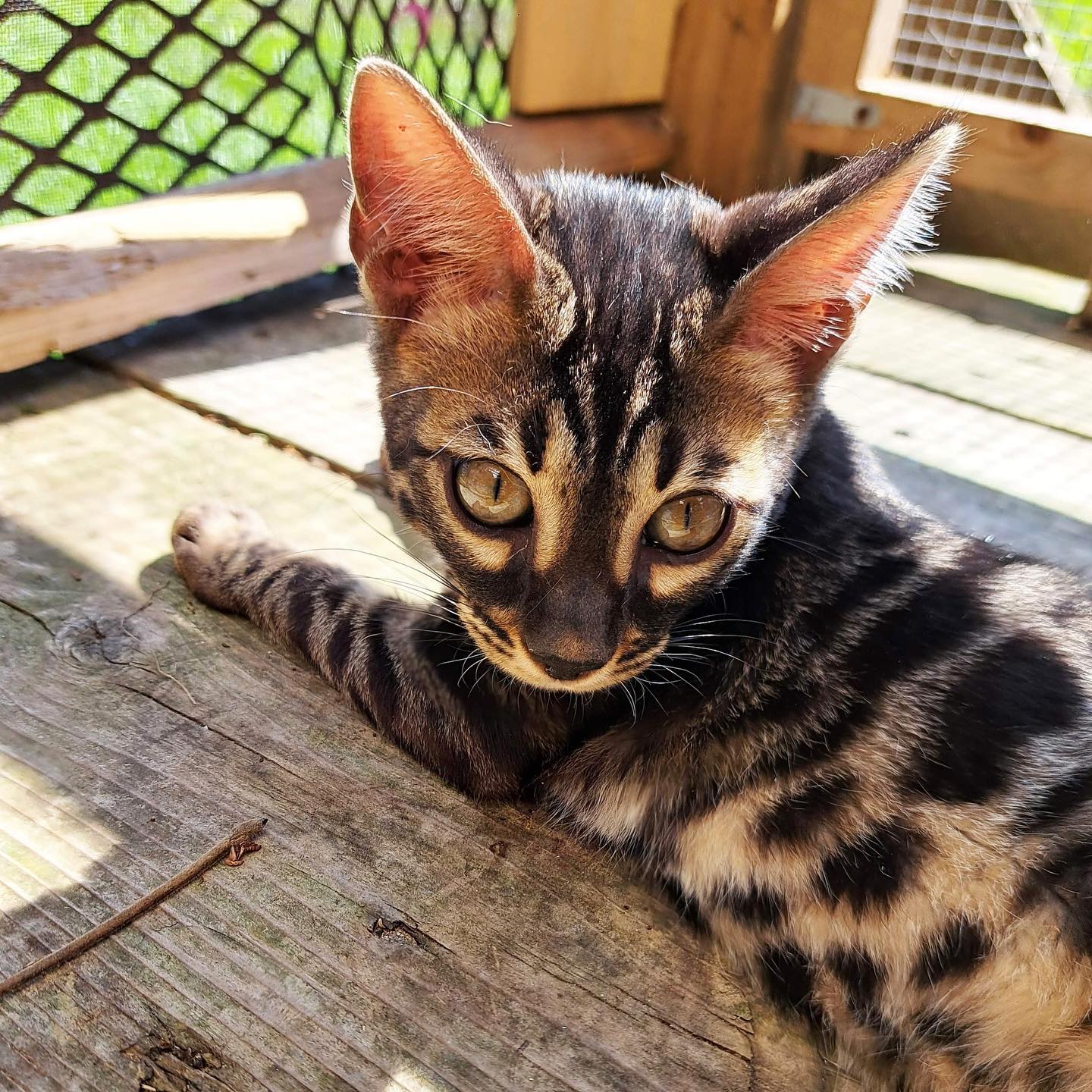 🥰 L’adorable Venom 🥹 #charcoal #bengal #leranchdubengal#cute#boy#catlover#catlife#catoftheday#instacat#goodboy#chatondamour#love#passion