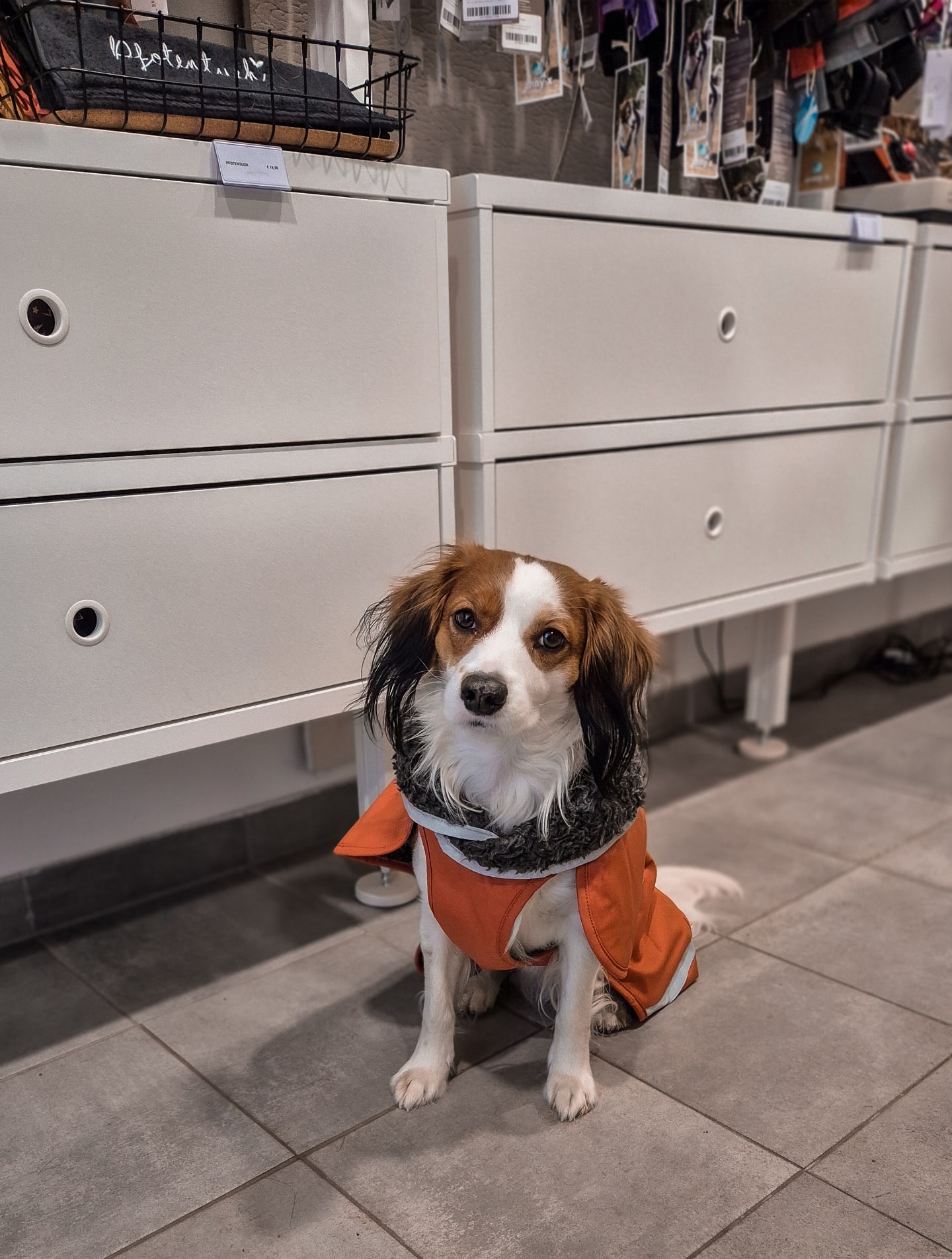 Cosmo hat kürzlich einen neuen Wintermantel bekommen 🫶🏻 😍 ich finde die Farbe steht ihm mega 🧡