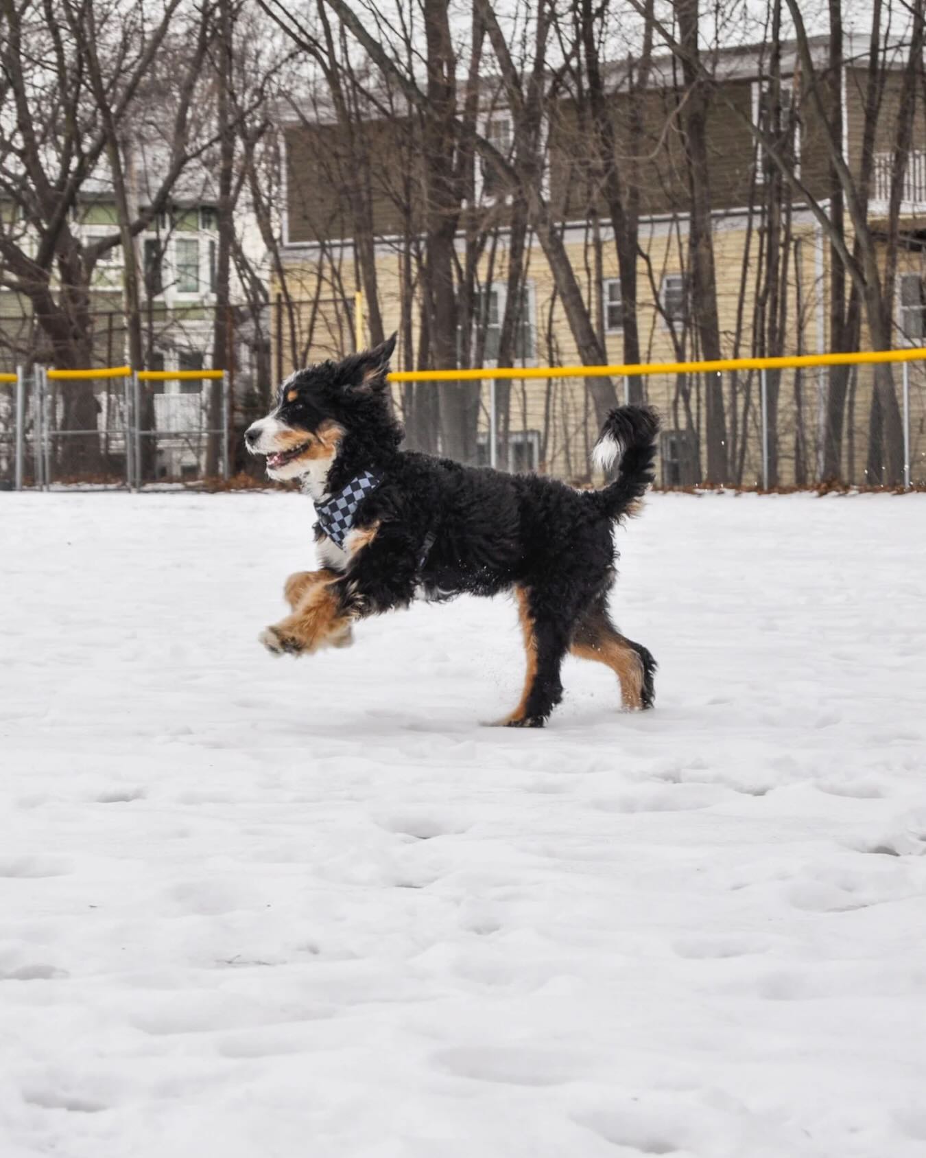 Outside time is their favorite time. 🐾 #WagWithWilliam #FearFreeTraining #PositiveReinforcement