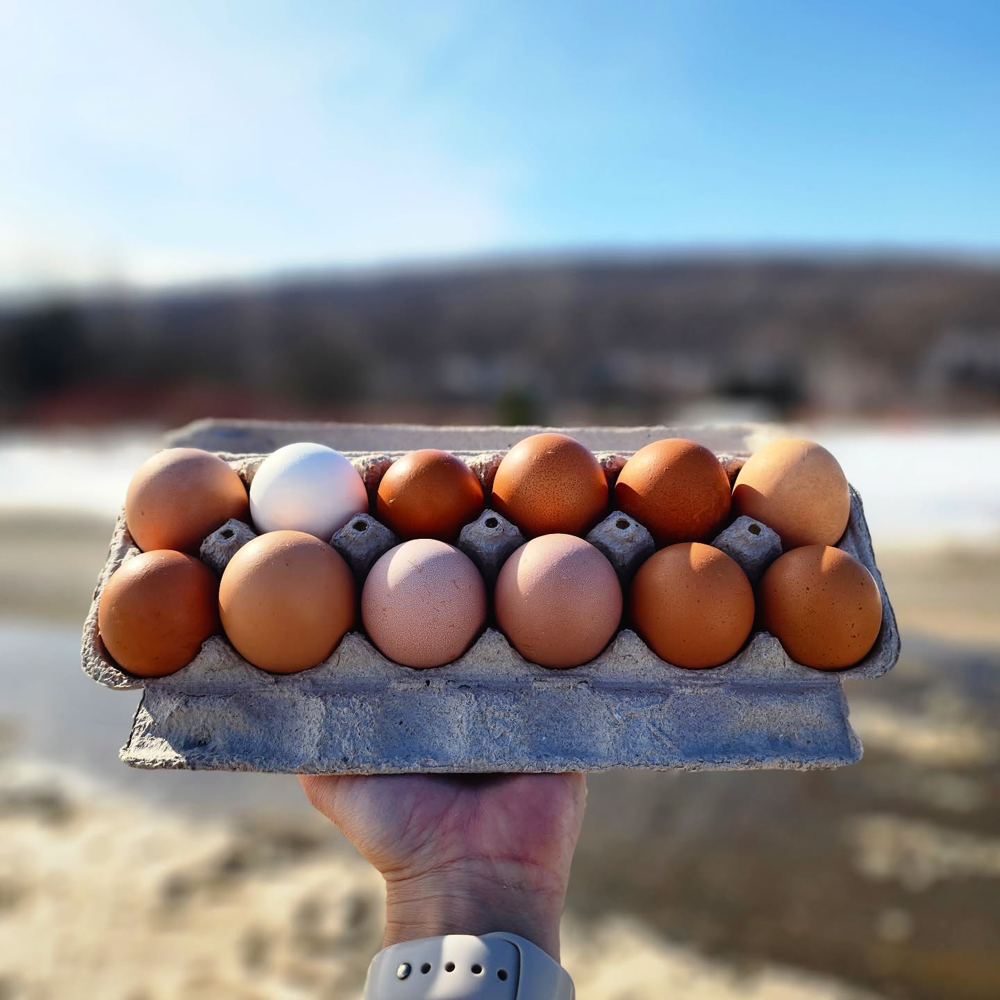 The hens have decided that spring is here! š We're up to our eyeballs in fresh, organic-fed eggs.
The self-serve cooler is now back at the road! No time like the present to hop on the bandwagon and ditch the grocery store eggs! āš»