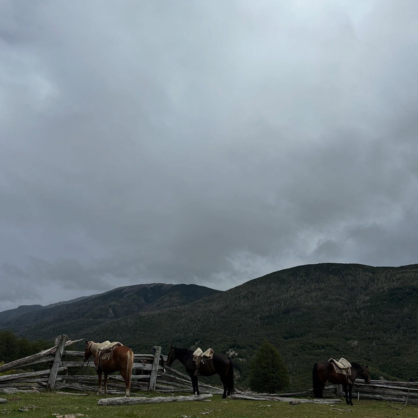 Ayer la niebla nos envolvió
y el bosque nos recordó que no todo está marcado.
El camino no estaba trazado.
Lo hicimos juntos.
Entre árboles antiguos y cerros cubiertos de silencio,
cada paso fue confianza.
El caballo sabe.
El jinete escucha.
Y entonces el camino aparece.
Gracias a este grupo por atreverse a salir del sendero conocido
y vivir la Patagonia como se vive en La Naviera.