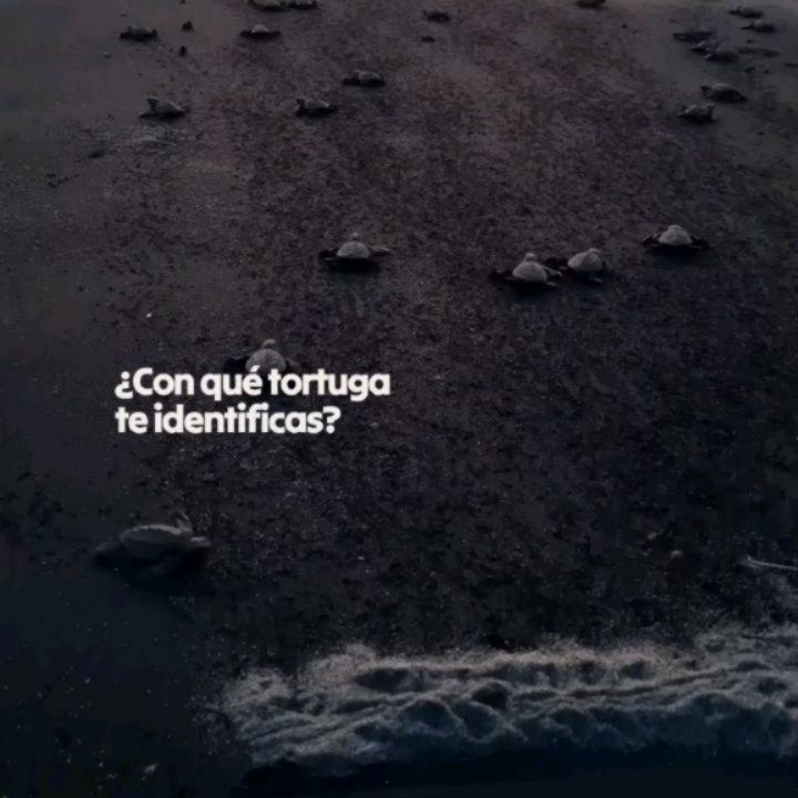 Cuando todos van hacia el mismo sitio…
¿Qué harías tú?
Viajar con Nakama es atreverte a elegir otra forma:
✨más consciente, más humana
✨menos turística y más real
Cuéntanos: ¿eres de seguir la multitud o de escuchar tu instinto?
#viajegrupal #nakama #experiencias #turismo