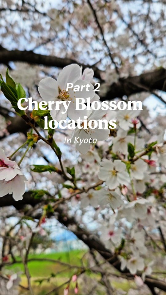 Soon it will be cherry blossom season again! 🌸 Part 2 of my Kyoto Sakura guide for your 2026 trip:
📍 Umekoji Park
📍 Gennishin Blossom Corridor
📍 Kyoto Imperial Palace
📍 Maruyama Park
📍 Philosopher's Path
📍 Sewaritei
(Footage from previous years). Save this for your spring travel plans!
🔗Link in Bio with all (and more) locations!
#kyotosakura #cherryblossomjapan #kyotojapan #sakuraseason #japanvlog CapCut