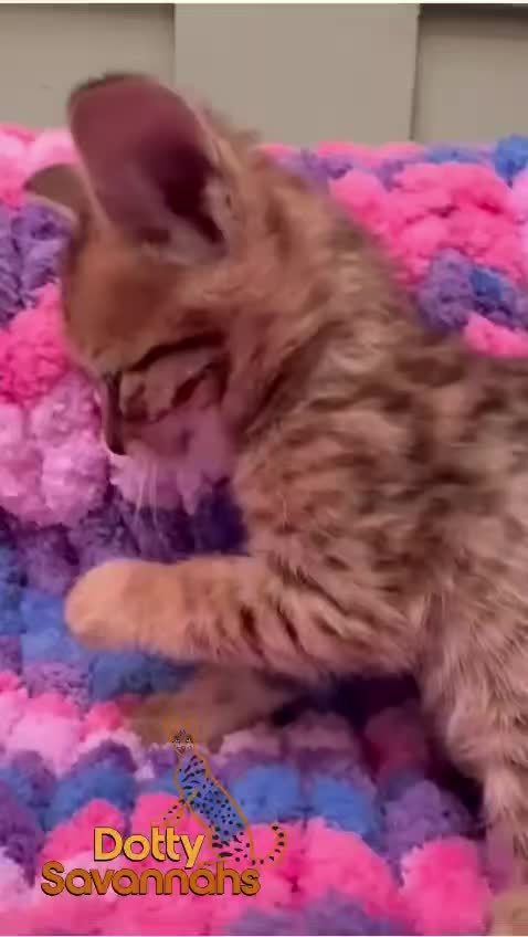 The kittens are an absolute delight to watch, they’re endlessly entertaining. Seeing them experience new textures for the very first time is just priceless.
A huge thank you to Sally for making this beautiful blanket for them ❤️ It’s such a thoughtful and generous gift, and the kittens are clearly loving every moment of exploring.
