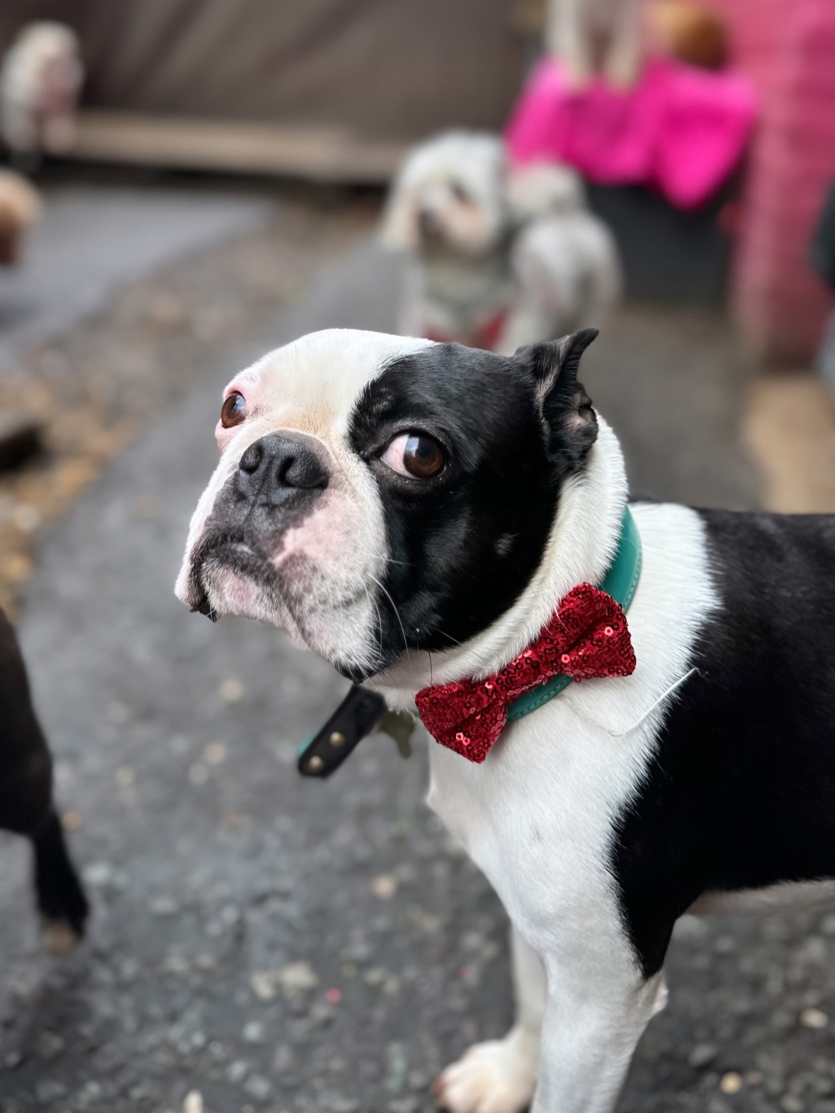 Happy Valentines Day from us ♥️❣️🖤💚💌
#dogvalentine
#doglovers
#doglove
#valentinesday
#bostonterrier