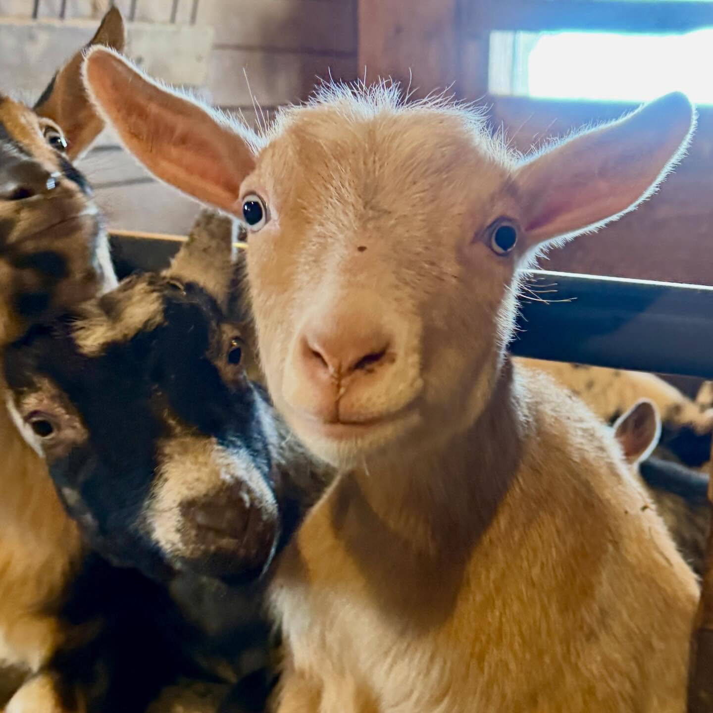 Awww, hi there Goldie! 💛🐐
#cuteanimal #goldilocks #goat #goatfarm #nittanymeadowfarm
