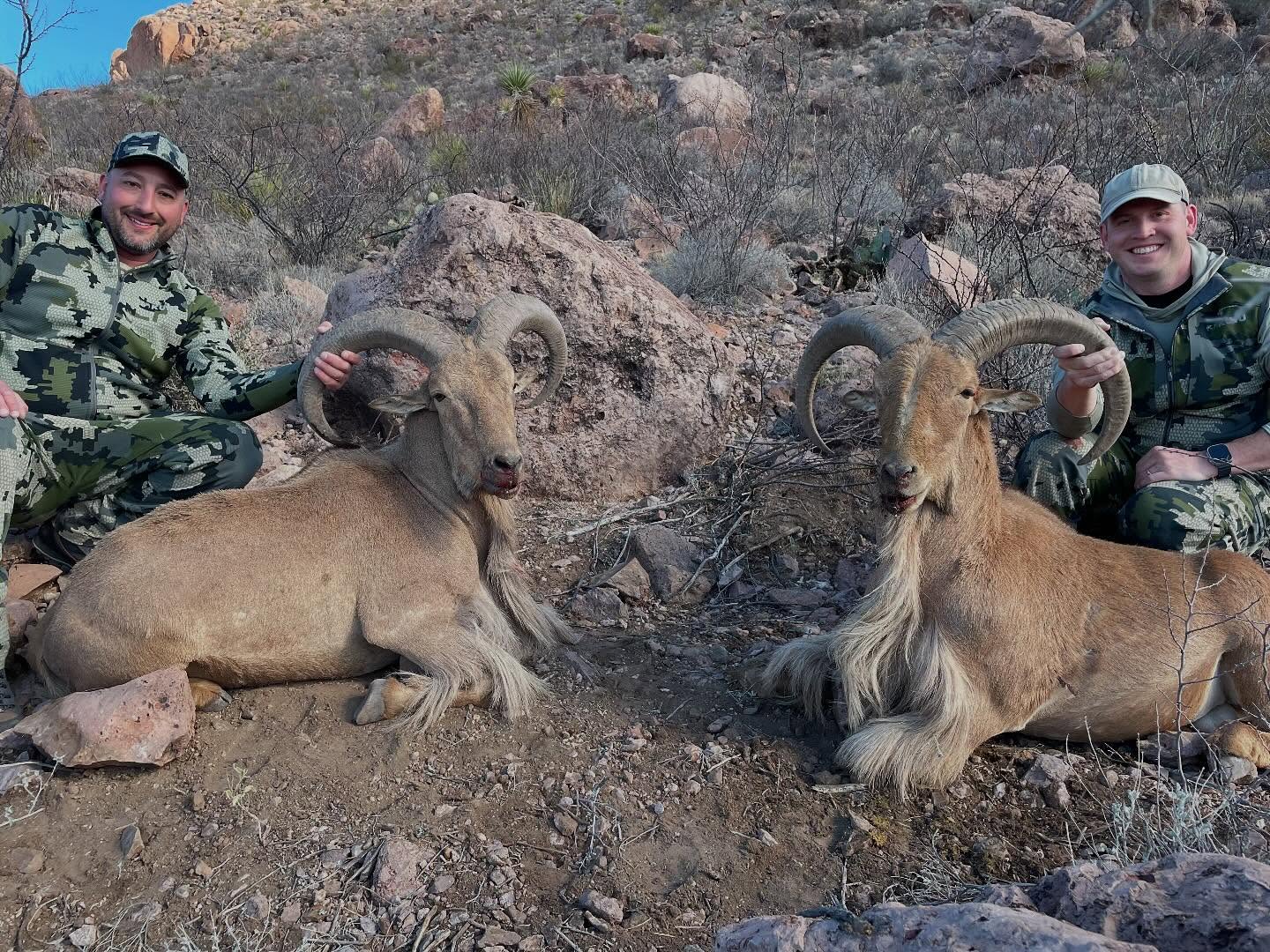 Aoudad Sheep are invasive, threatening our land and the Texas Big Horn Sheep population. Hunters from across the United States come to HD74 to hunt these invasive sheep, just like Charlie Banks and Brian Kern from Colorado!
To help preserve our Big Horn Sheep population and our environment, I passed SB 1245 alongside Senator Blanco to hunt these invasive sheep from a helicopter. 🚁