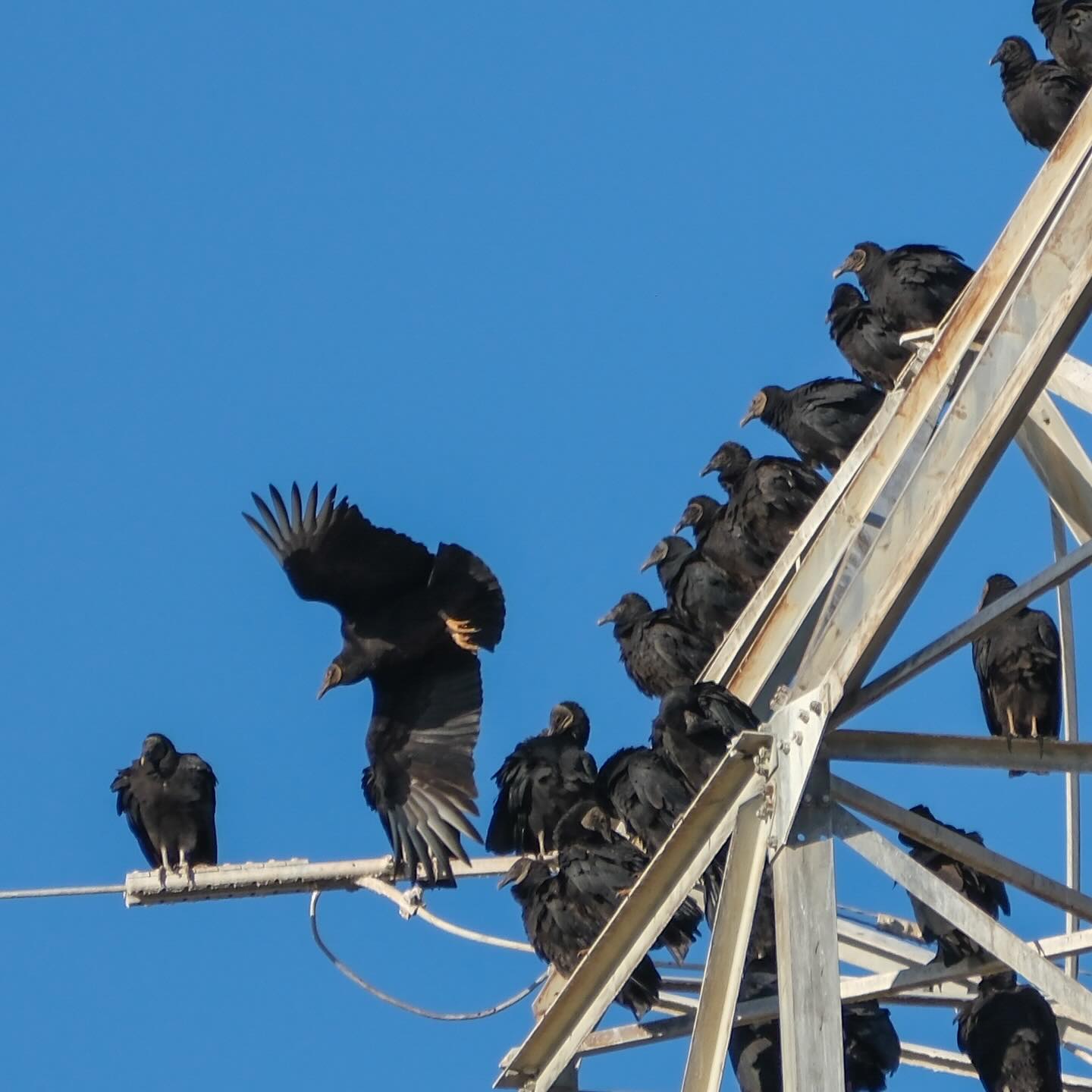 It’s called a “Committee” of vultures. I guess he’s the chairman.