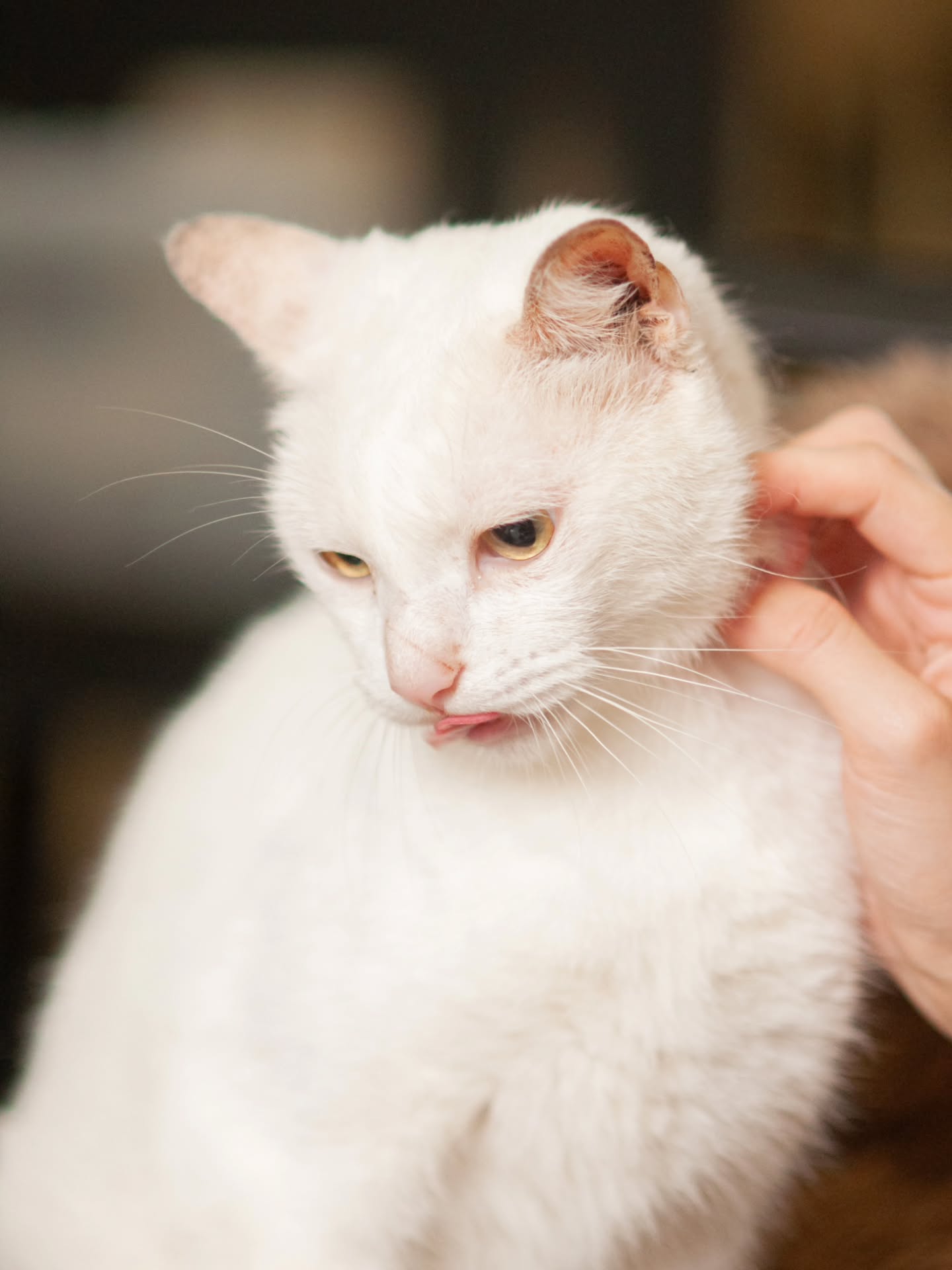 Meet Peach 🍑🤍
Rescued from Mind Museum, Peach was bullied by other cats there and often found scared and hiding. Because of that experience, she learned to keep to herself and find comfort in quiet corners.
But lately… she’s been blossoming. 🌸
At the shelter, Peach has started to become more social — slowly gaining confidence, showing curiosity, and allowing gentle affection on her own terms.
She will do best in a calm home with only one or two other cats — a peaceful environment where she feels safe and never has to compete for love again. All she truly needs is patience, kindness, and someone willing to let her bloom at her own pace.
The shy ones just need the right environment to shine. 🤍
If you are interested in giving Peach a loving home, please send us a DM or fill out our pre-adoption form.
https://forms.gle/ZqTakCaojFDHxRFg6
📷 @vibecheckphotog
#adoptdontshop #catscatscats