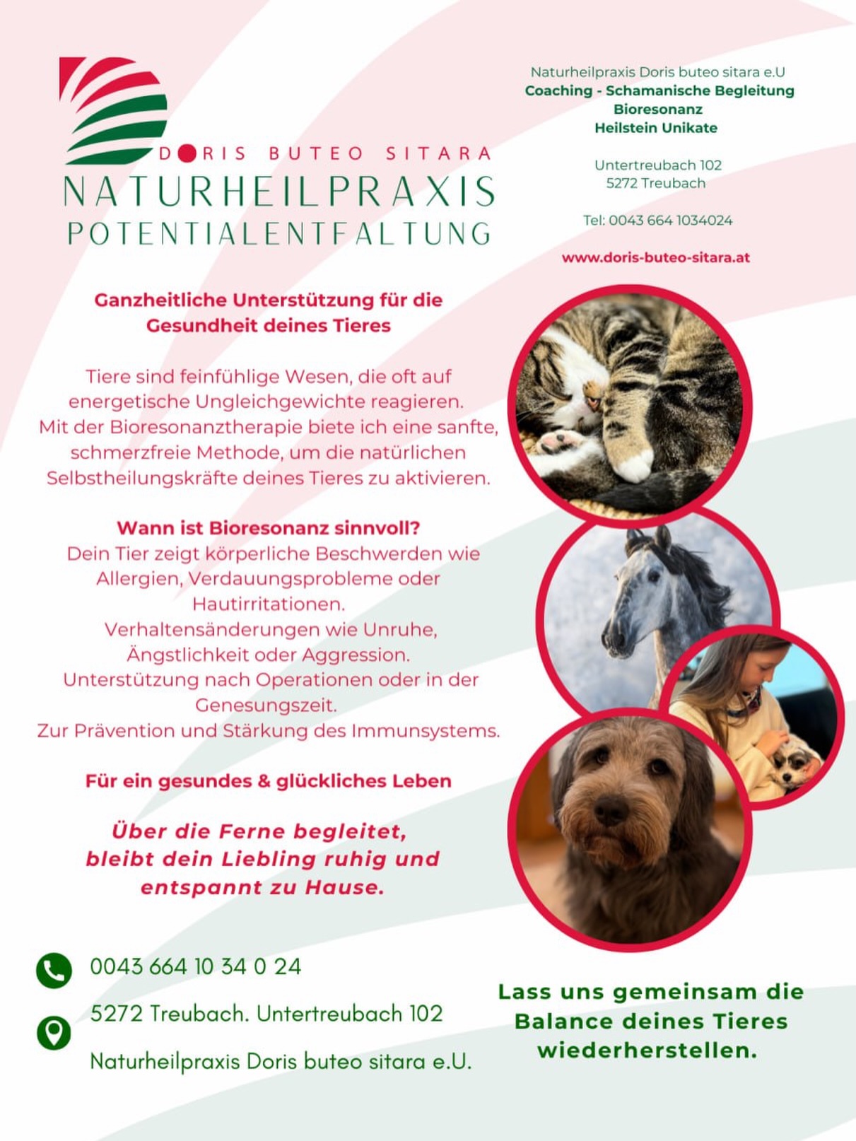 Manchmal sagen unsere Tiere nichts –
und trotzdem erzählen sie uns alles. 🐾
Wenn dein Hund plötzlich unruhig ist.
Wenn deine Katze sich zurückzieht.
Wenn dein Pferd „anders“ wirkt als sonst.
Tiere sind unglaublich feinfühlig.
Sie reagieren auf Stress, Veränderungen, emotionale Spannungen – oft lange bevor wir es bewusst wahrnehmen.
Mit meiner sanften Bioresonanz begleite ich dein Tier ganzheitlich –
bei Allergien, Verdauungsthemen, Hautproblemen, Verhaltensveränderungen oder einfach zur Stärkung des Immunsystems.
✨ Schmerzfrei
✨ Stressfrei
✨ Auch aus der Ferne möglich – dein Liebling bleibt entspannt zu Hause
Es geht nicht nur darum, Symptome zu beruhigen.
Es geht darum, die Balance im System wiederzufinden.
Für mehr Lebensfreude.
Für mehr Leichtigkeit.
Für ein gesundes & glückliches Tierleben.
Wenn du spürst, dass dein Tier Unterstützung braucht –
schreib mir „TIER“ in die Kommentare oder als Nachricht.
Lass uns gemeinsam hinhören. 🐶🐴🐱💚